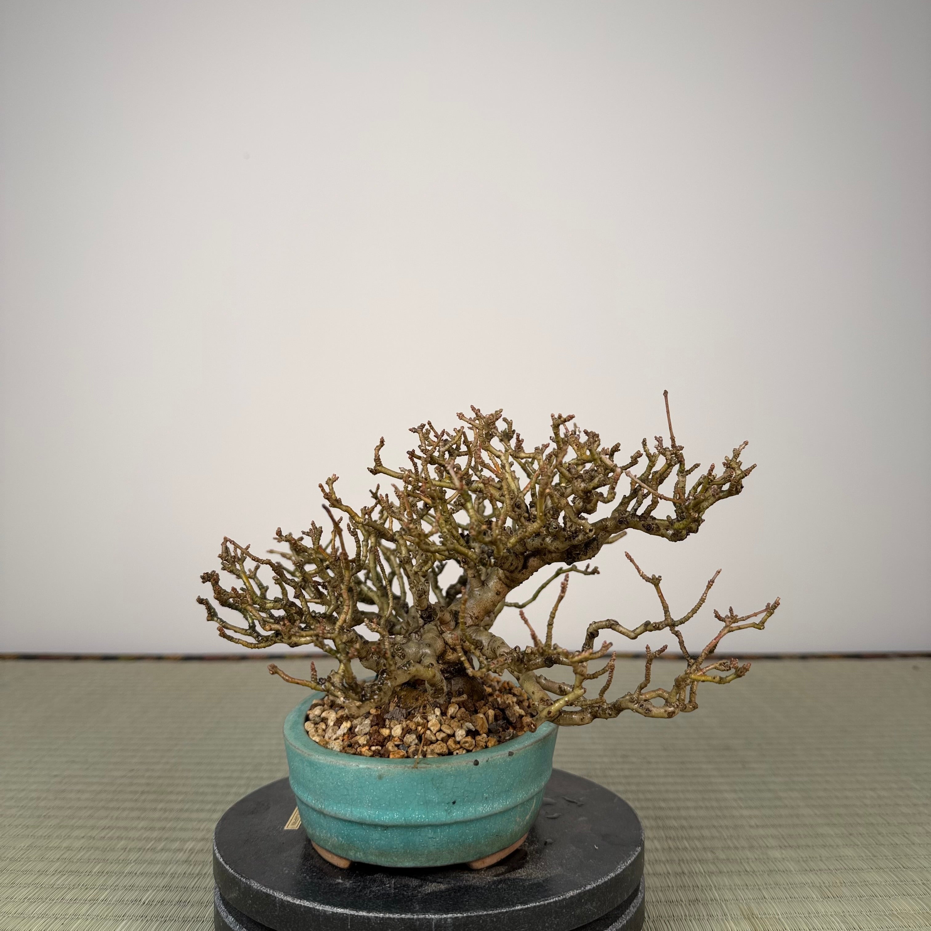 Ligustrum