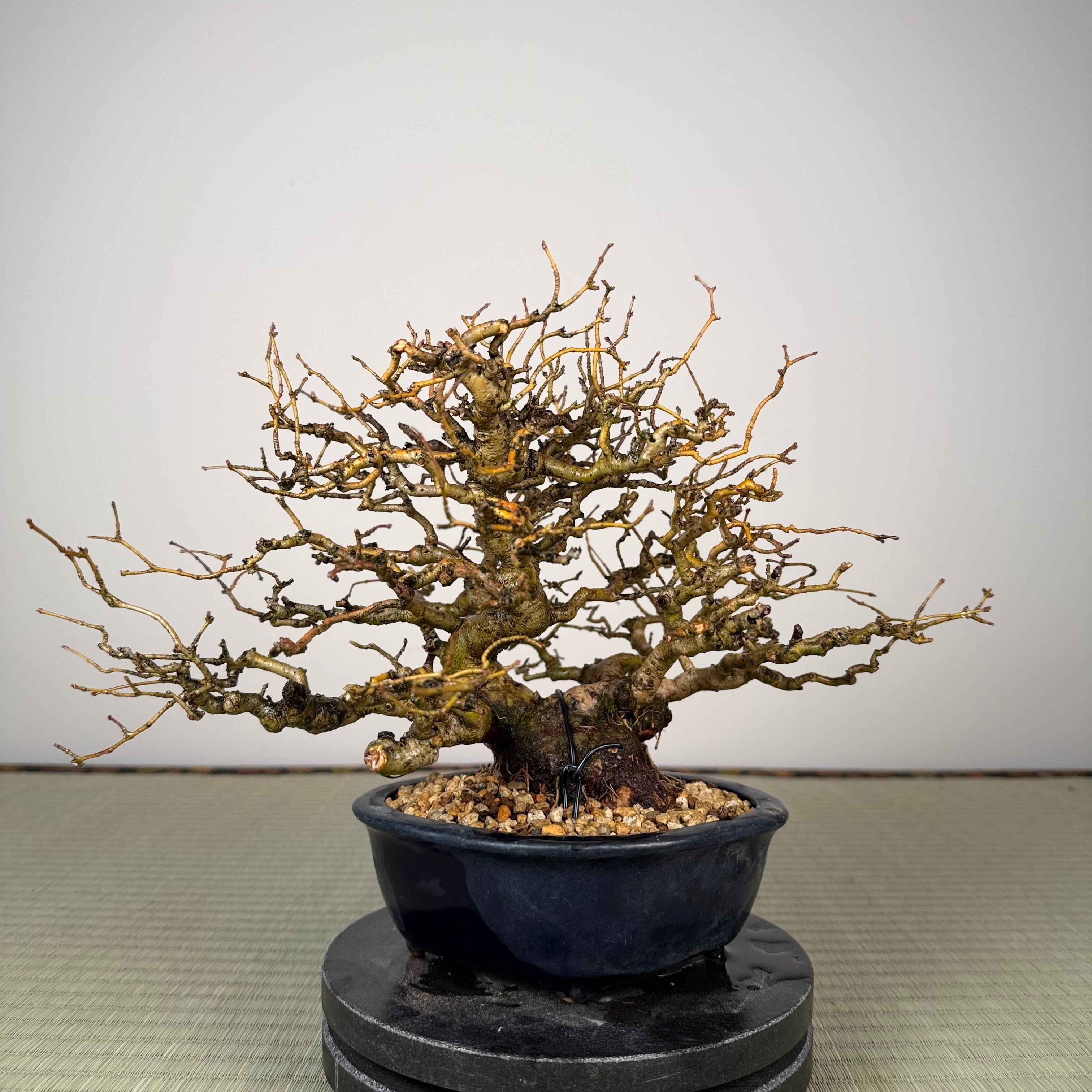 Ligustrum