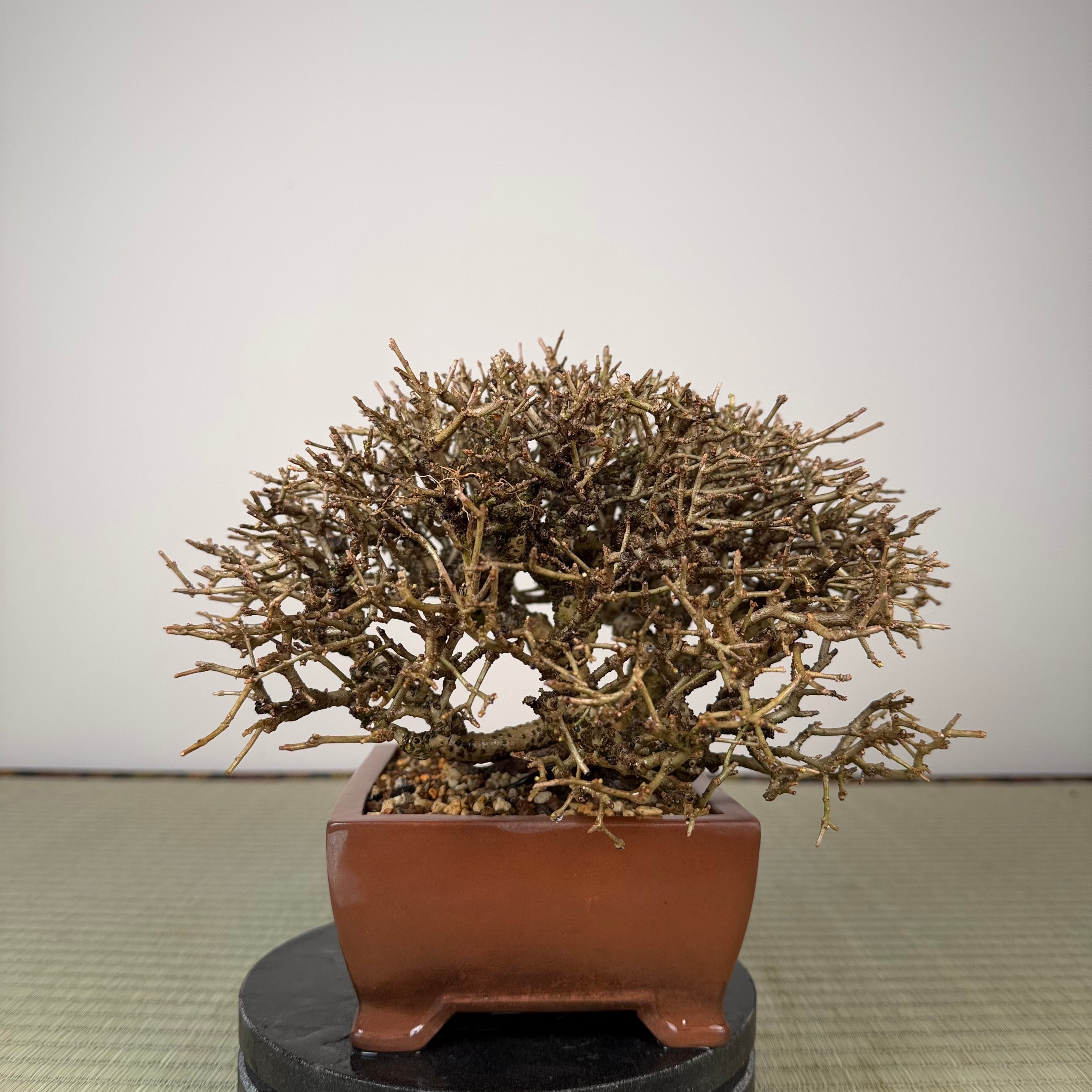 Ligustrum