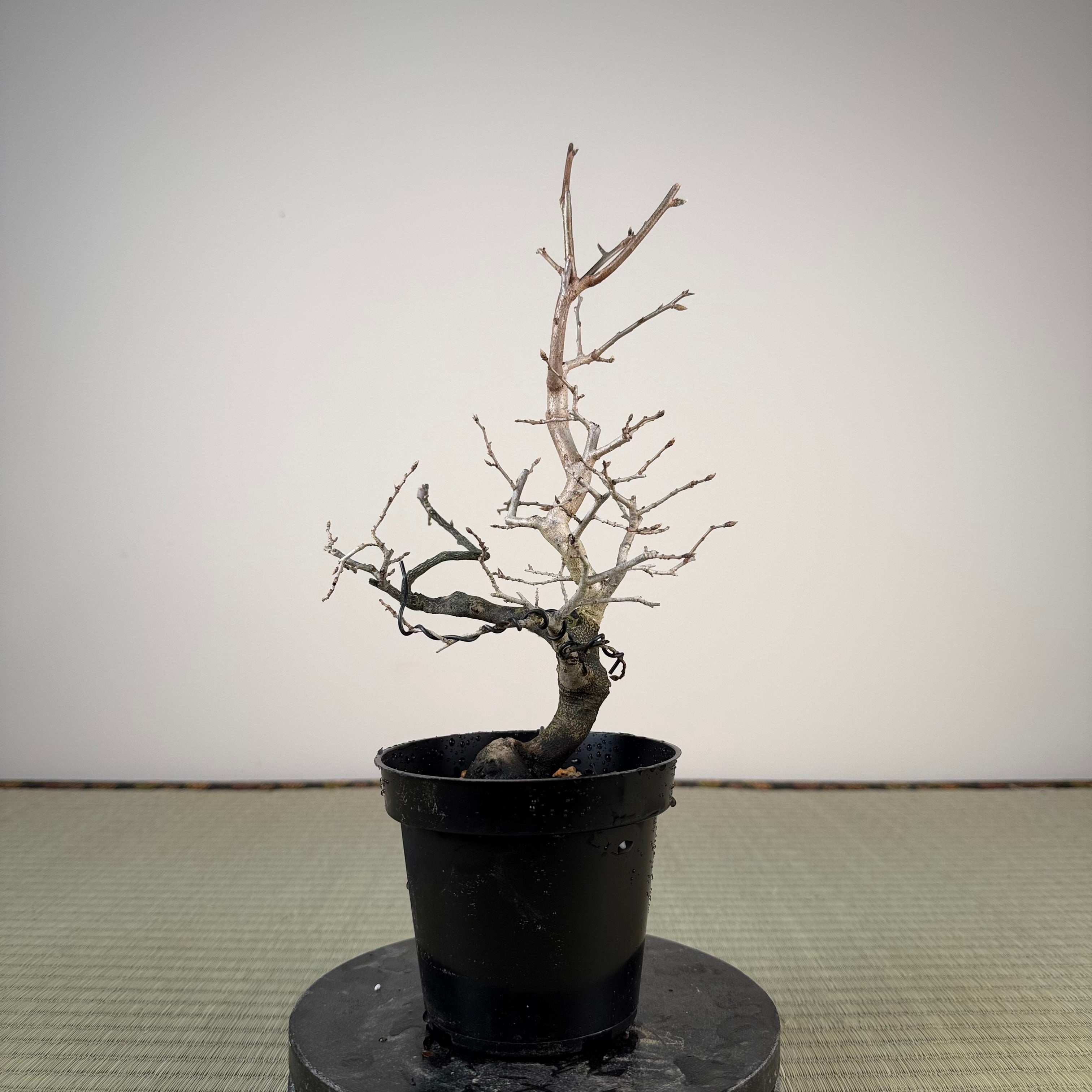 Diospyros rhombifolia