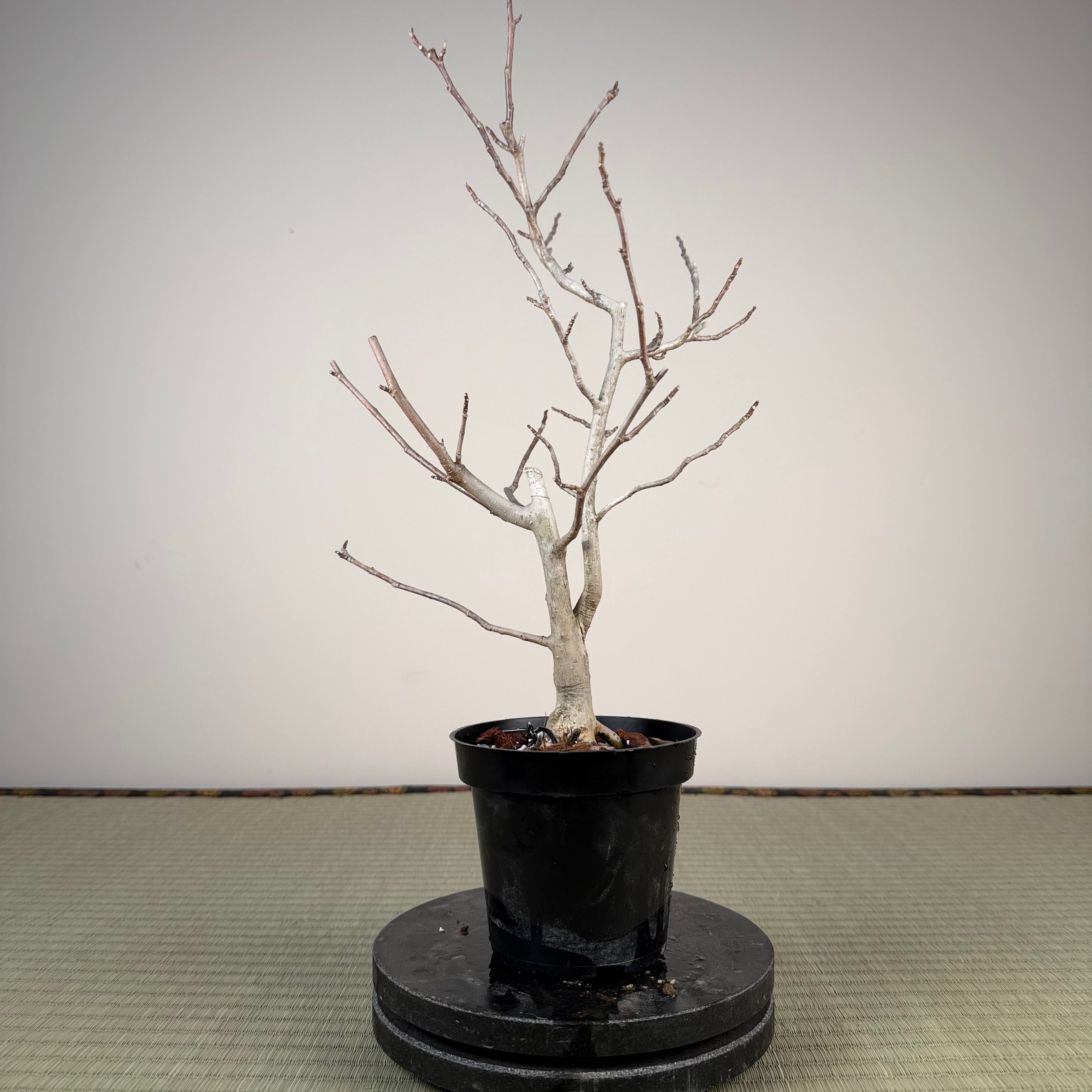 Magnolia