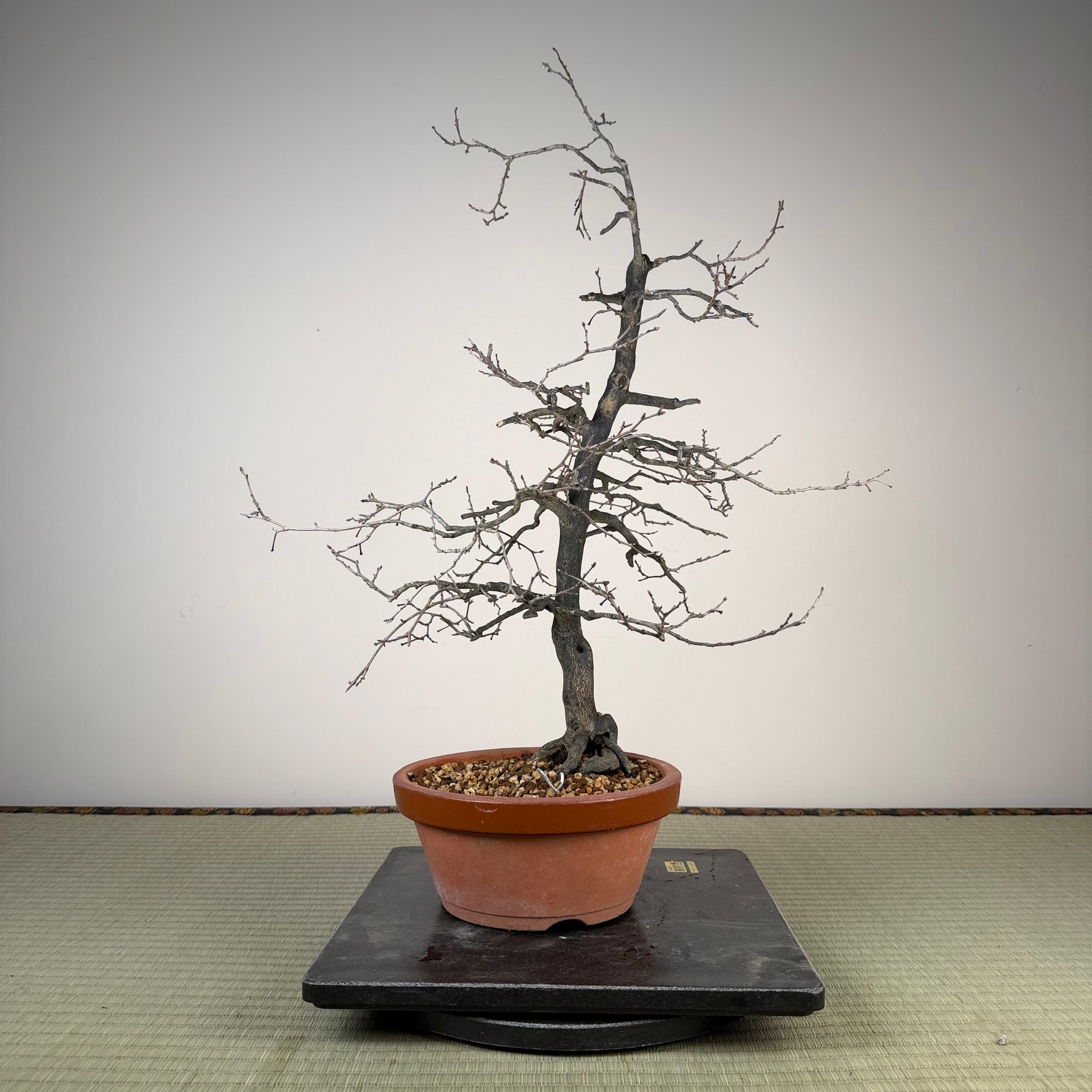 Diospyros rhombifolia