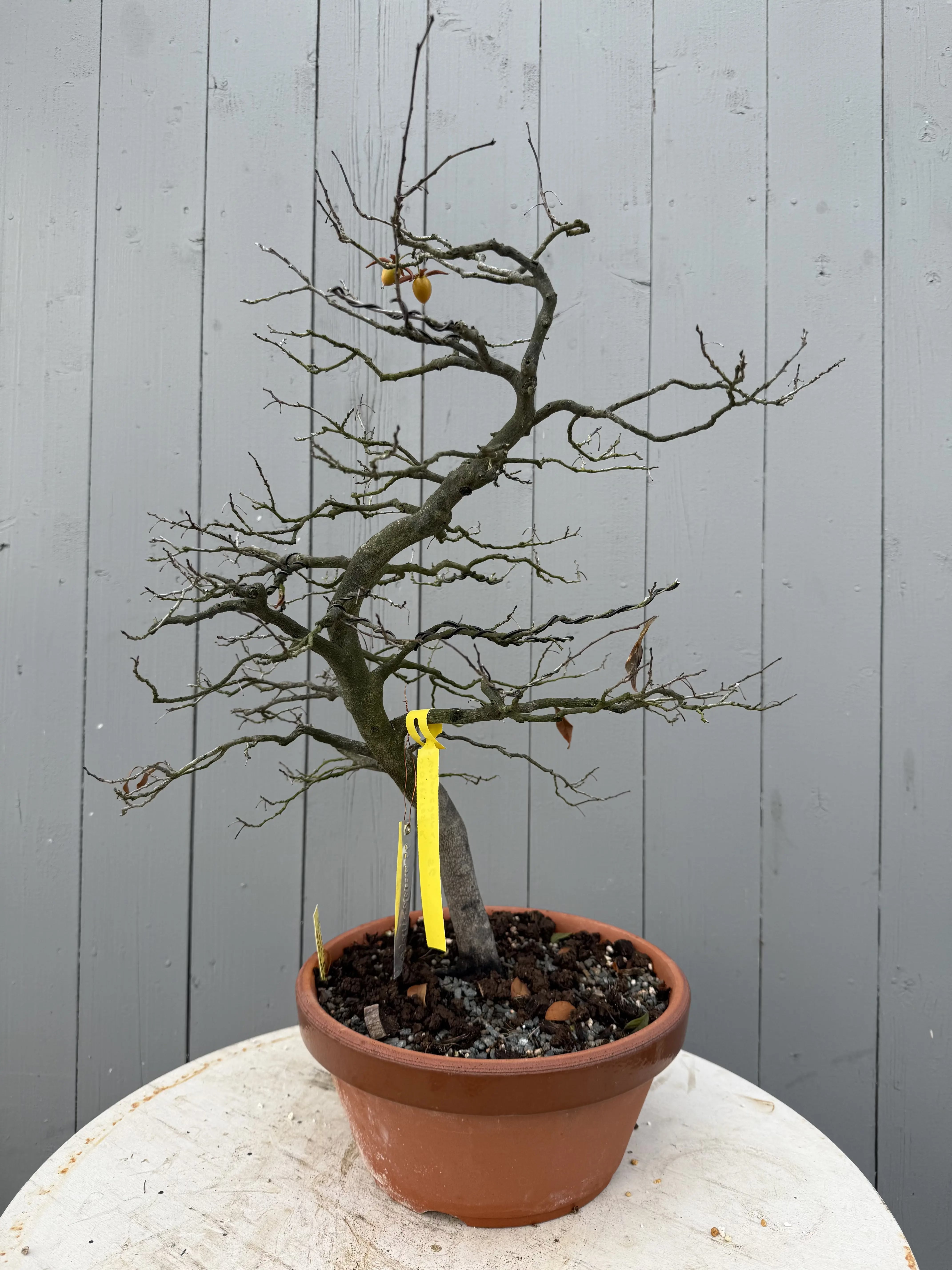 Diopsyros rhombifolia 'Koganedama' Canada Bonsai