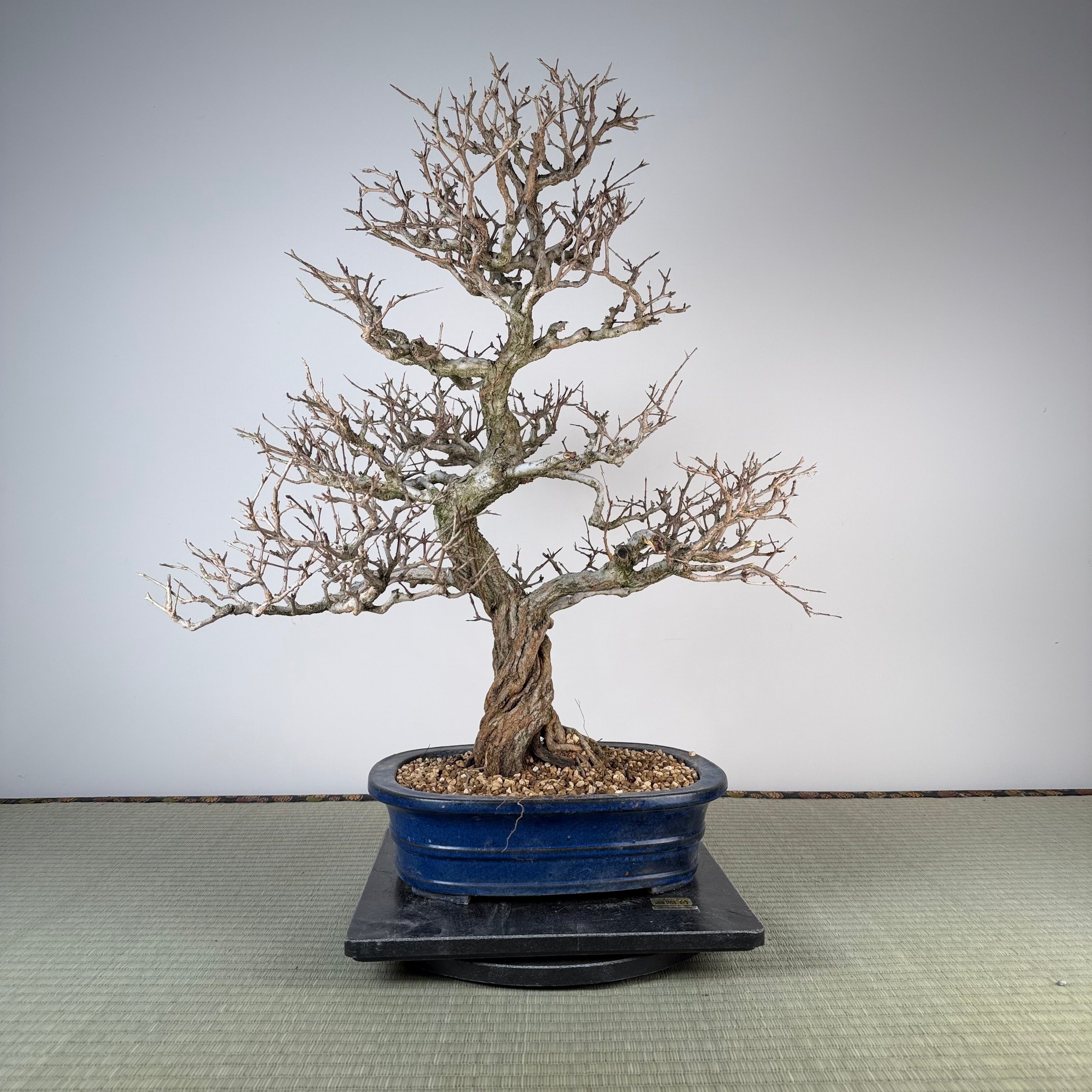 Punica granatum (Kouka-en)