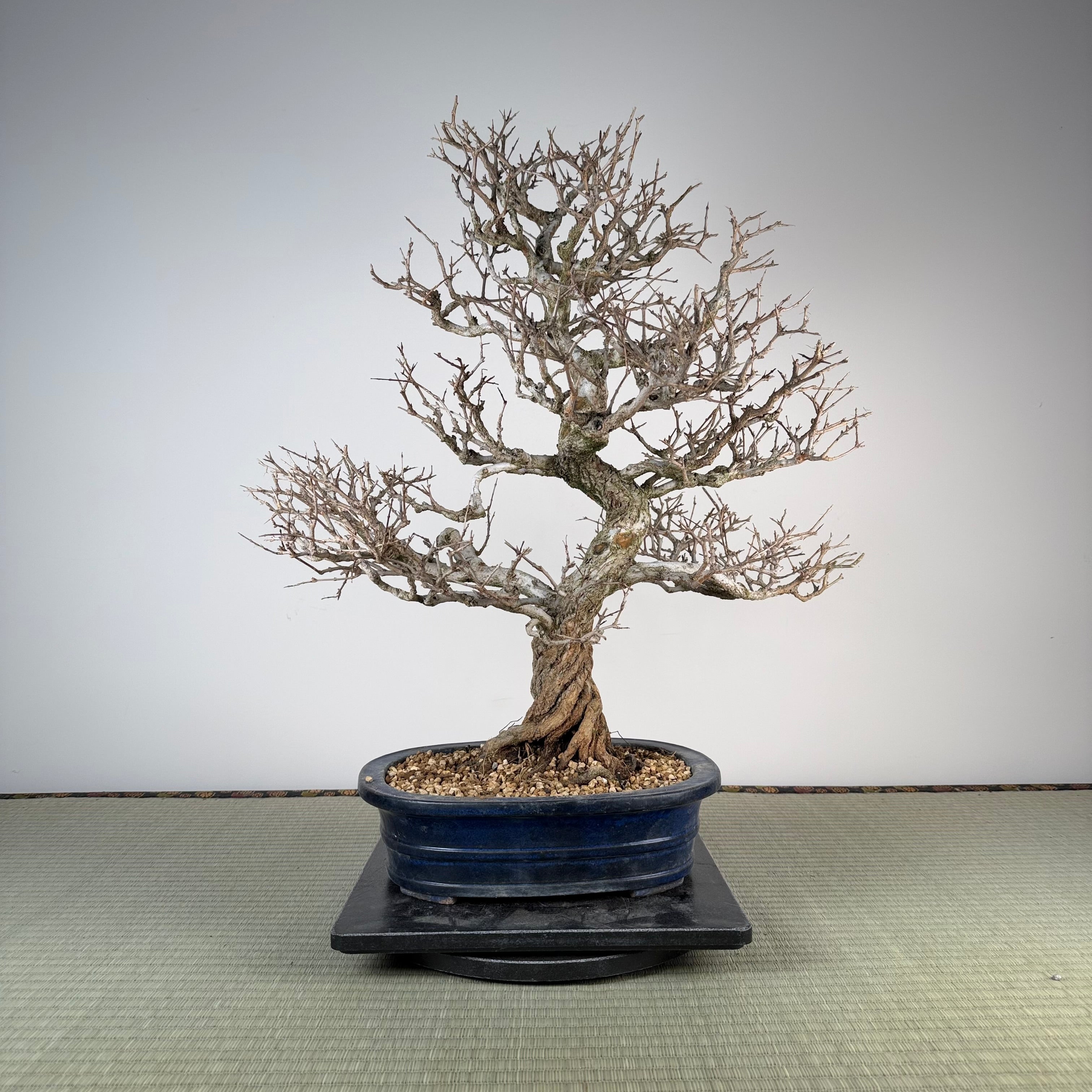 Punica granatum (Kouka-en)