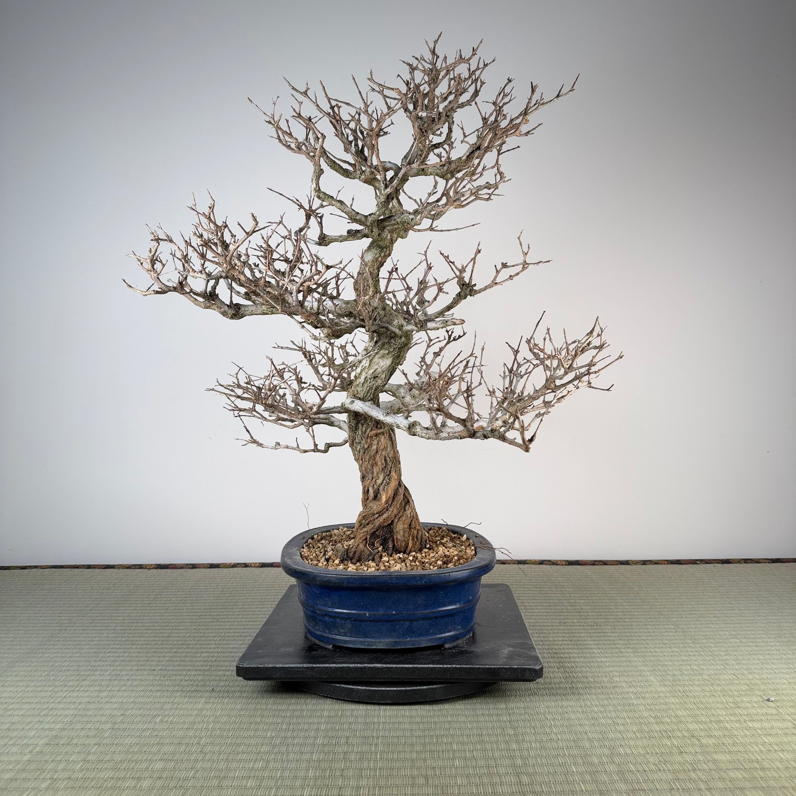 Punica granatum (Kouka-en)