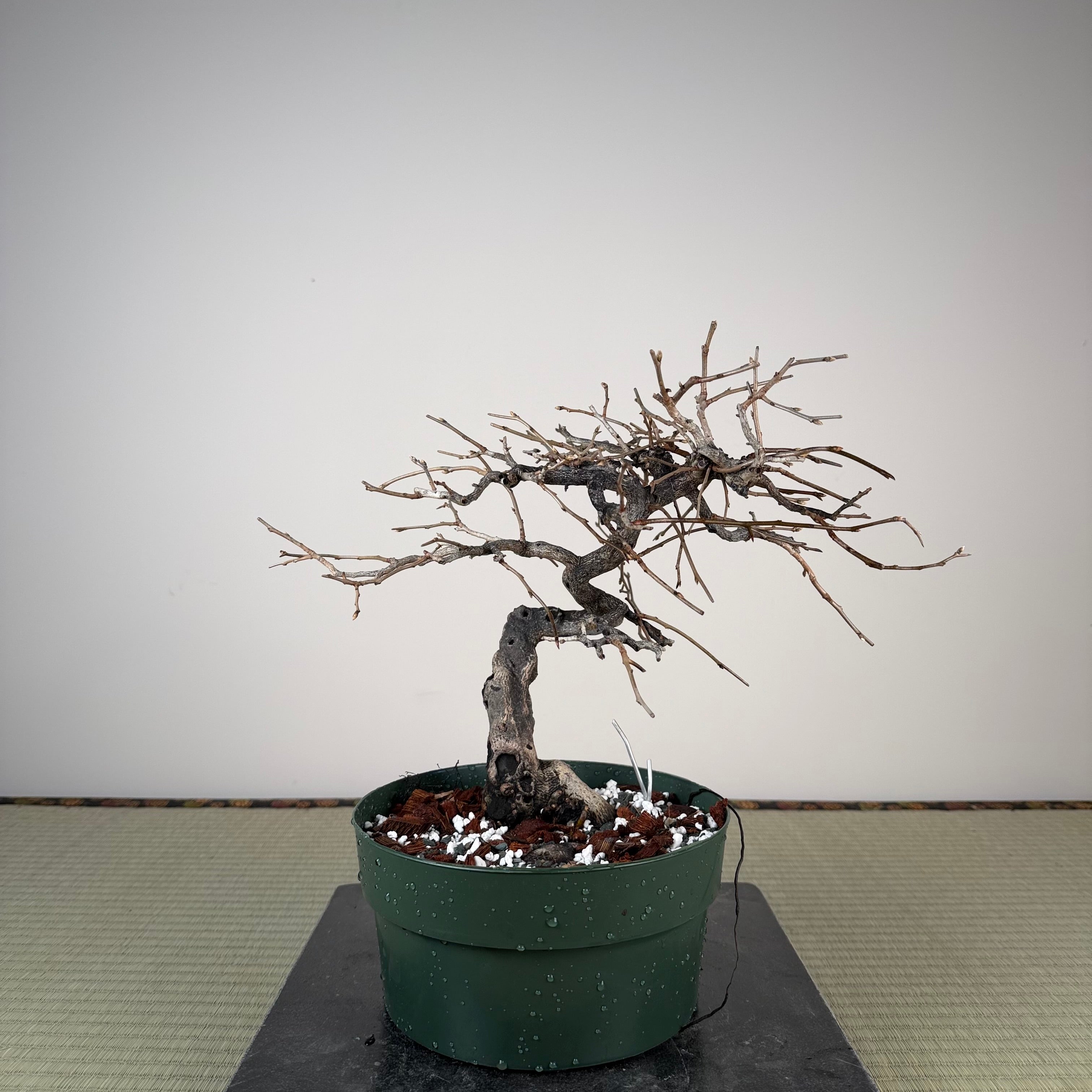 Diospyros rhombifolia