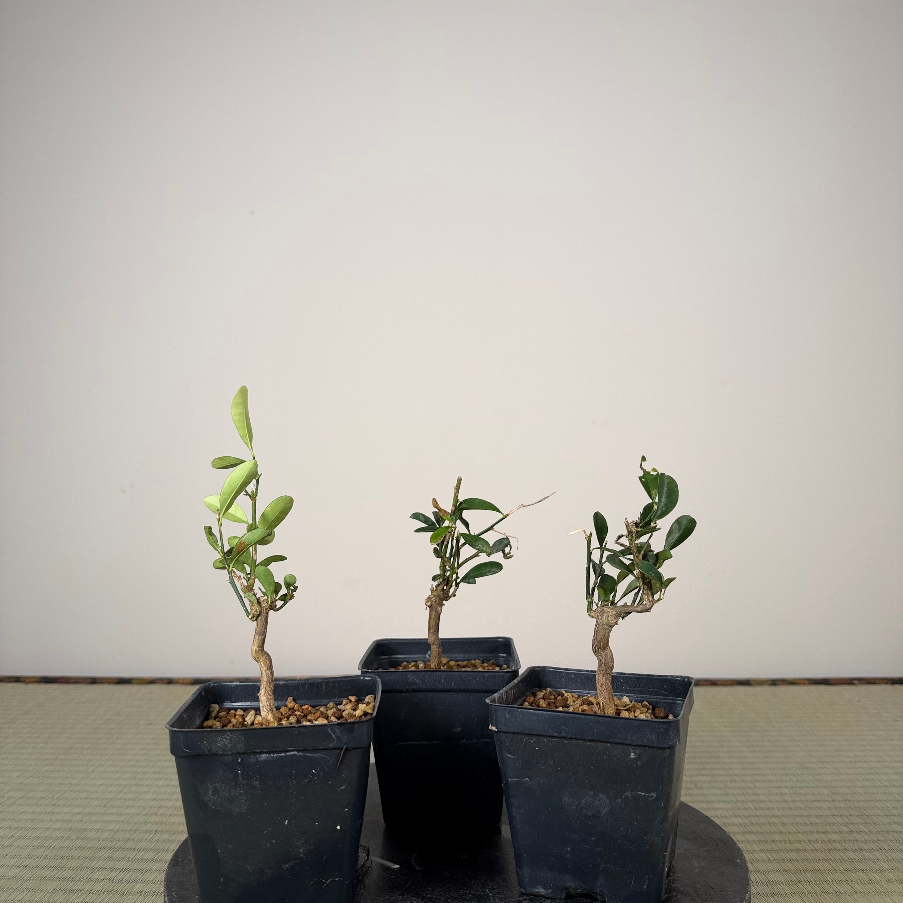 KUMQUAT DE HONG KONG