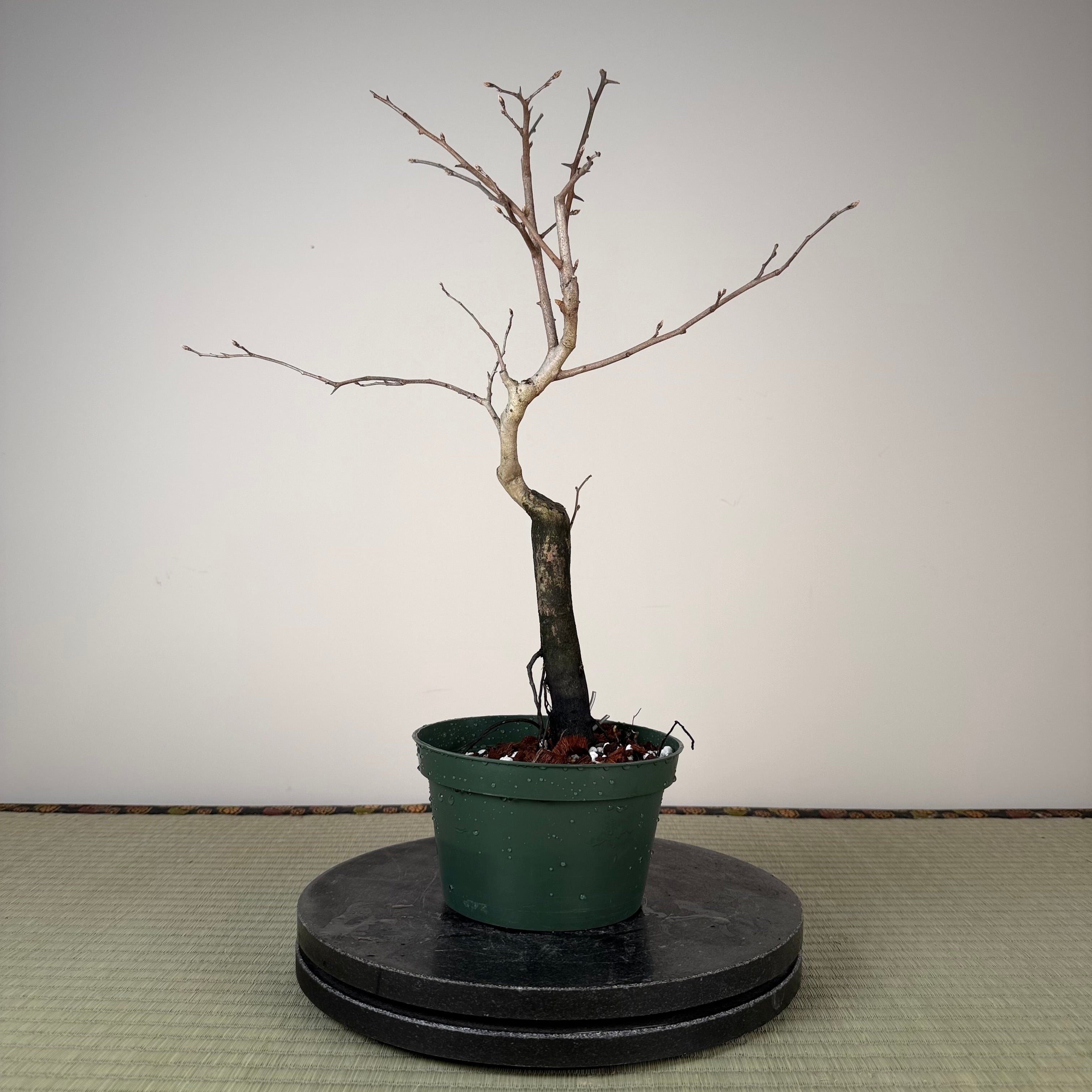 Diospyros rhombifolia