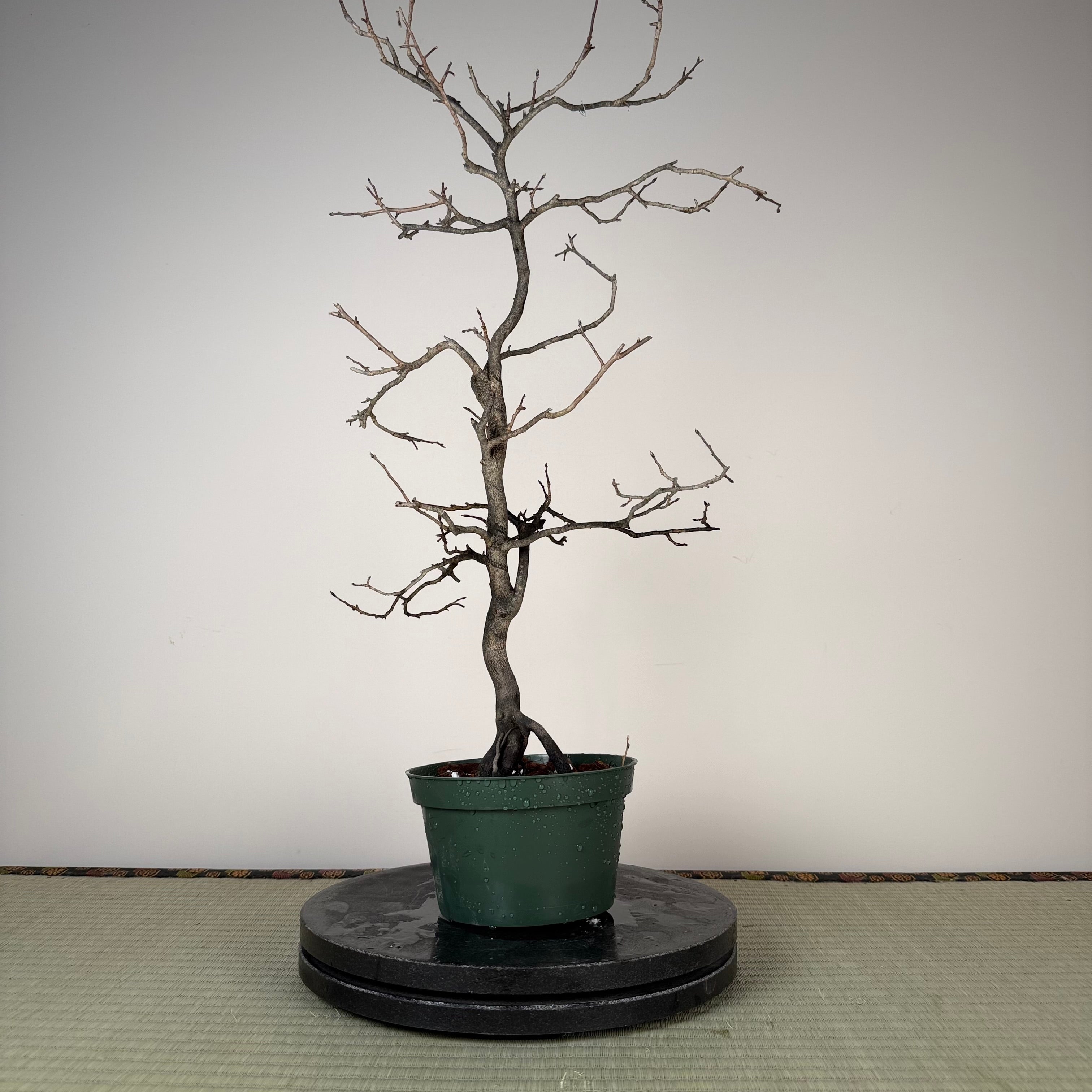 Diospyros rhombifolia