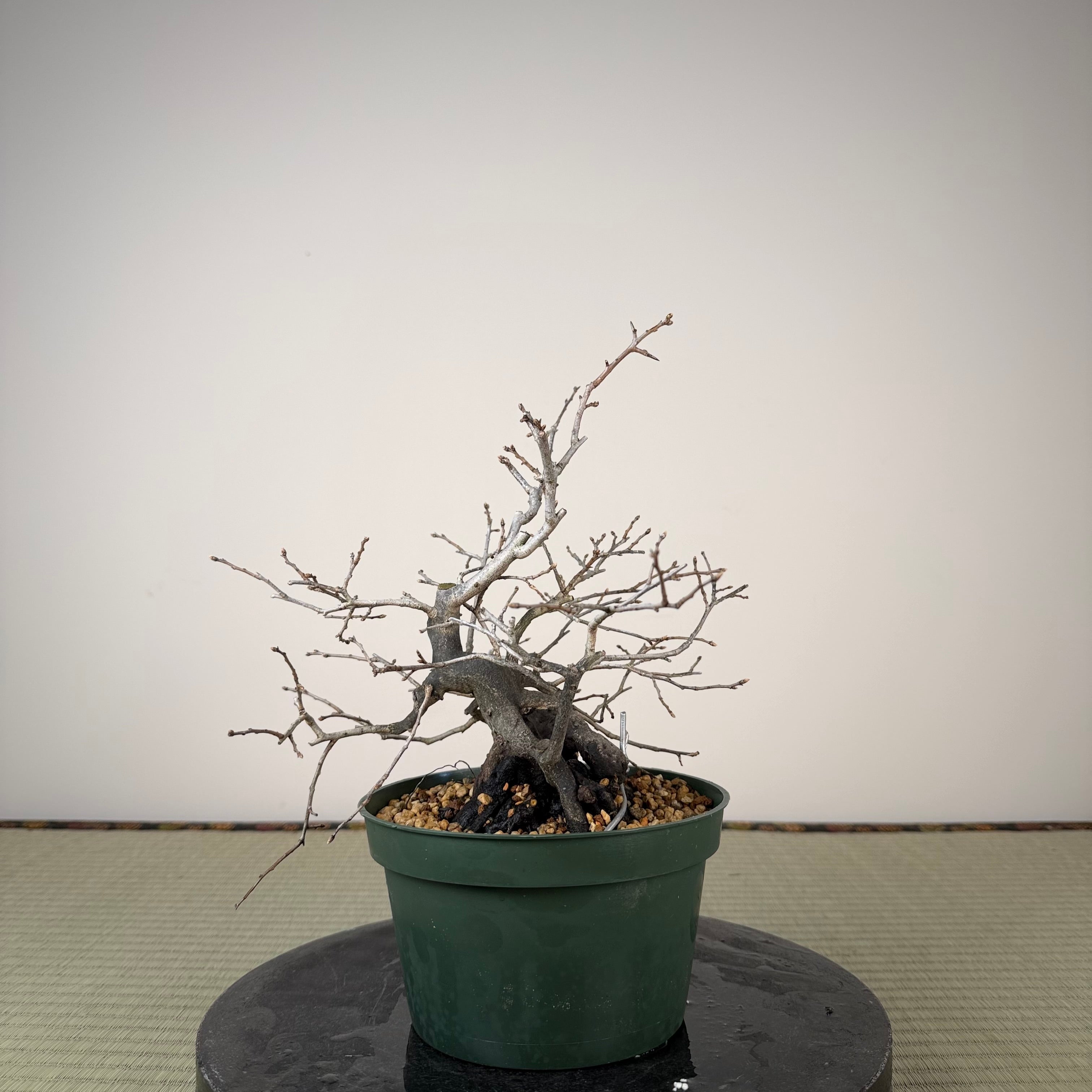 Diospyros rhombifolia