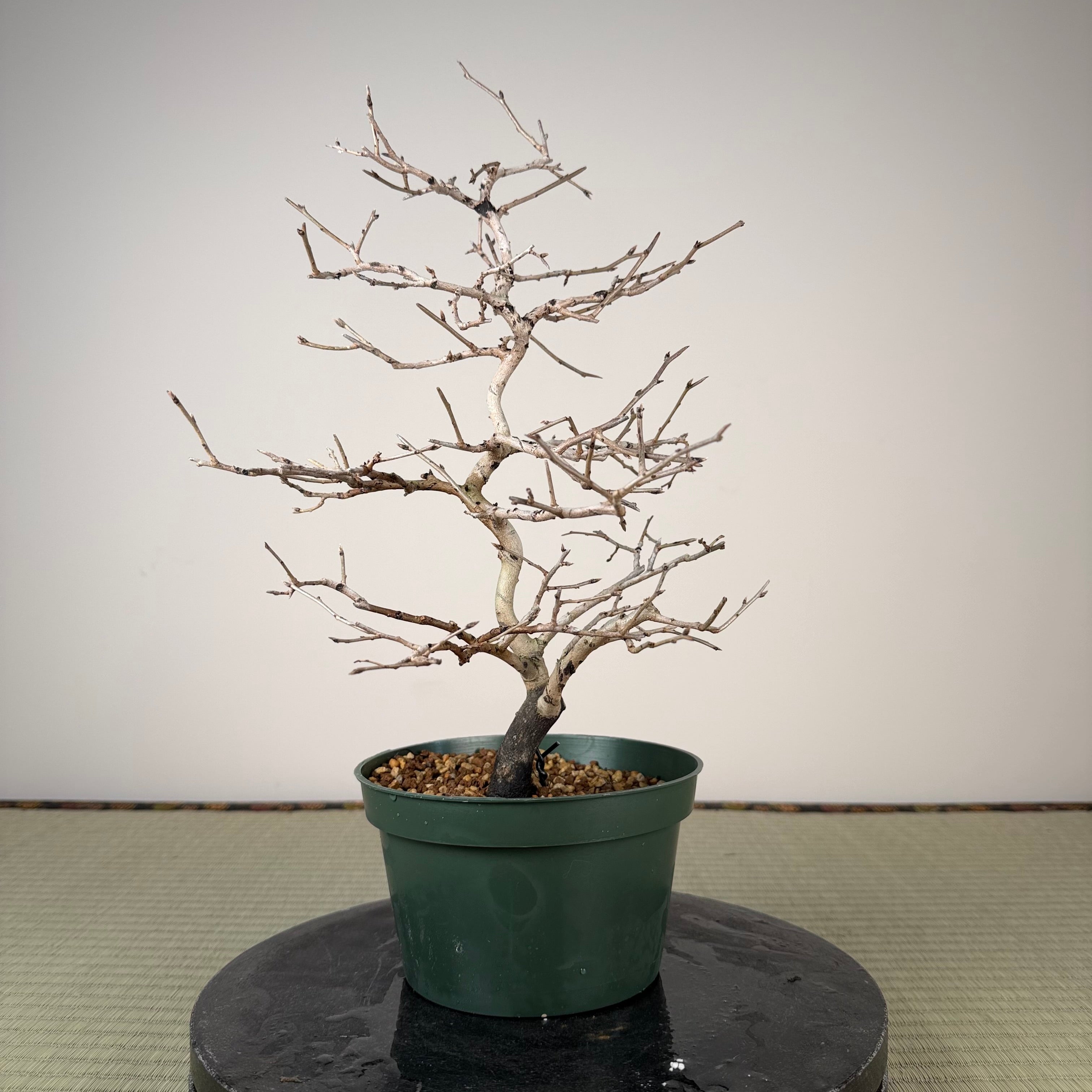 Diospyros rhombifolia