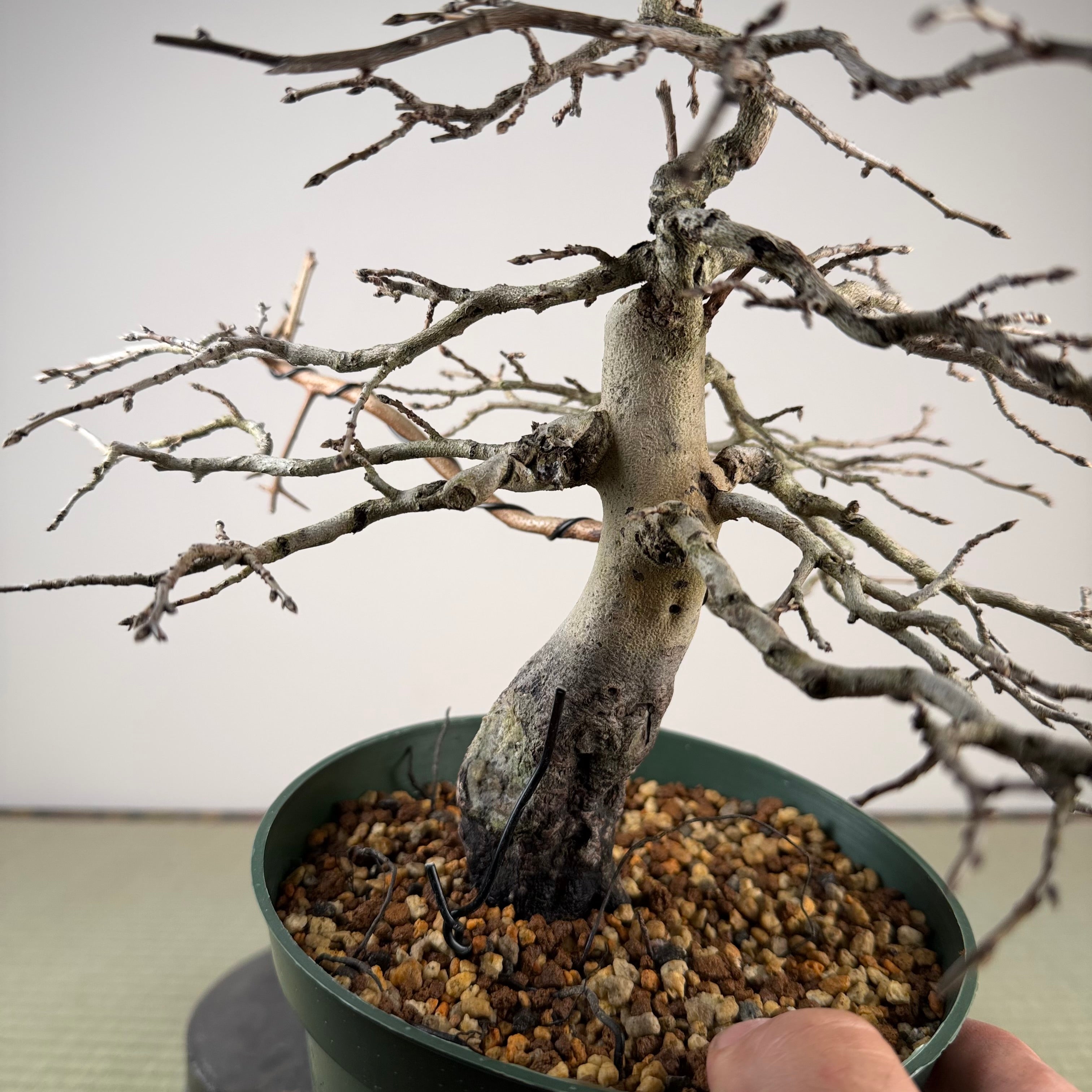 Diospyros rhombifolia