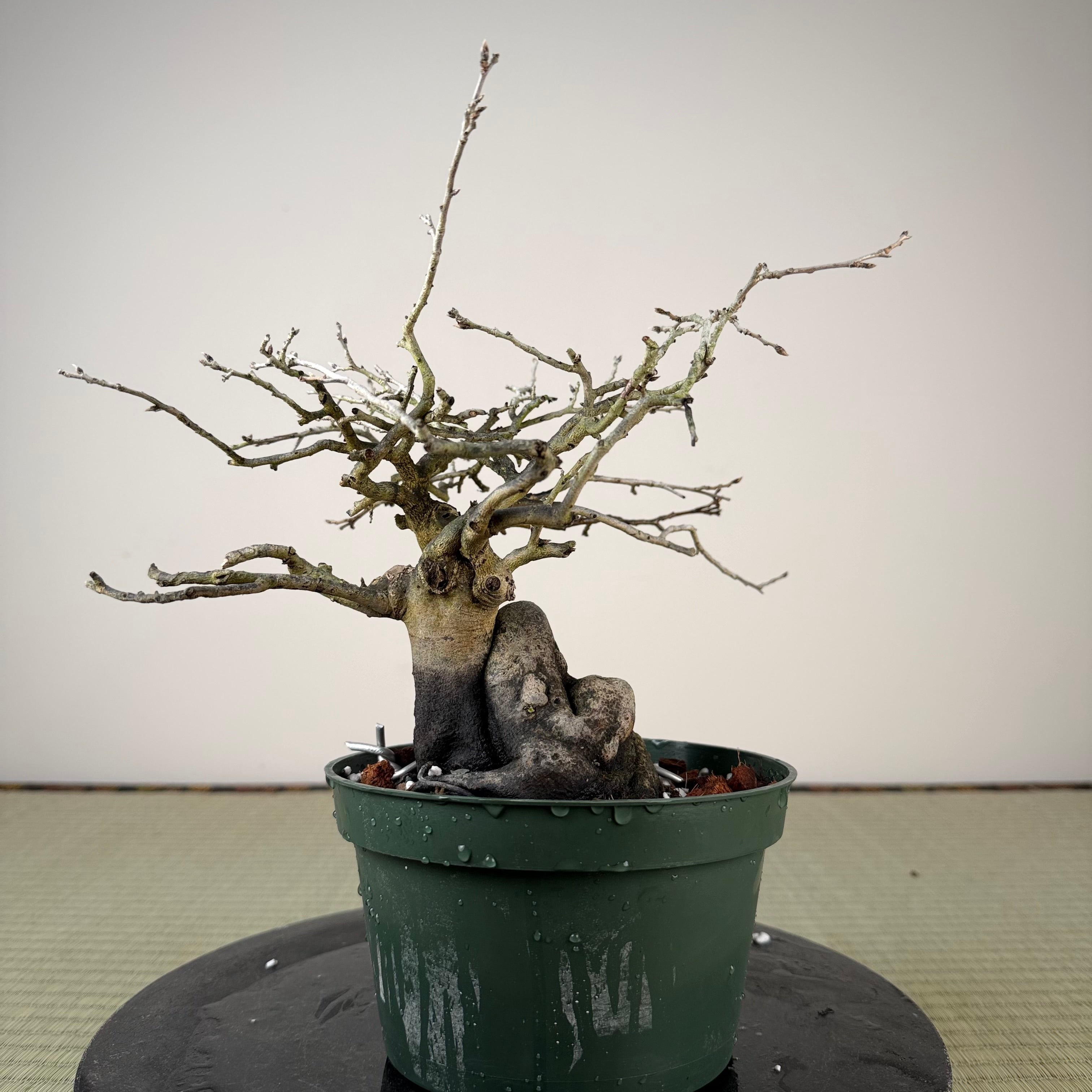 Diospyros rhombifolia