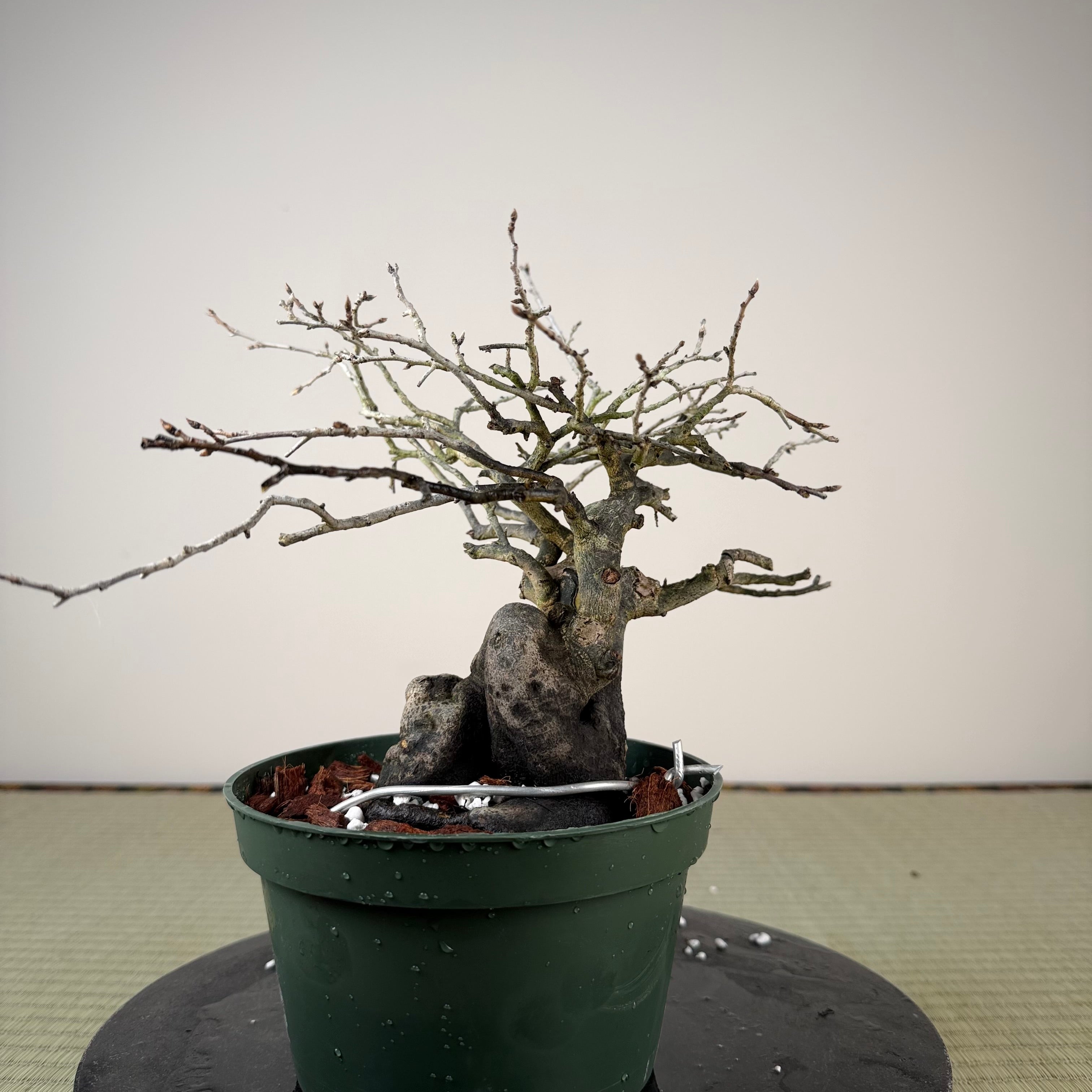 Diospyros rhombifolia