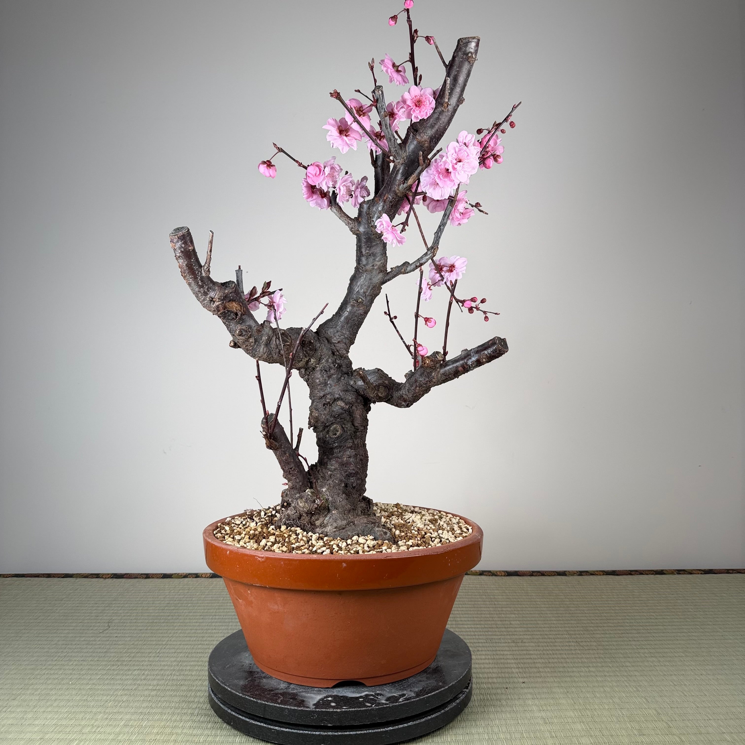 Glycine floribunda