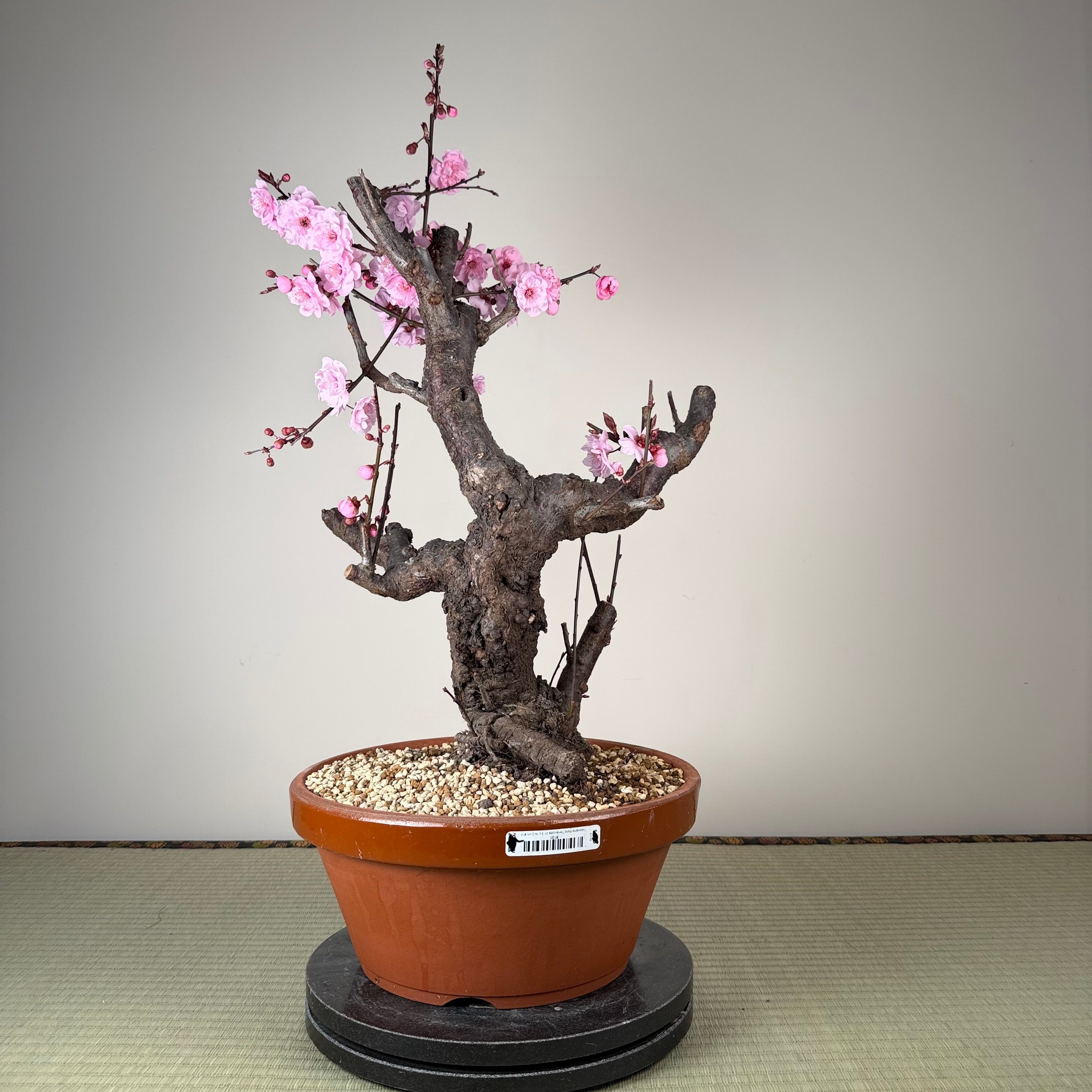 Glycine floribunda