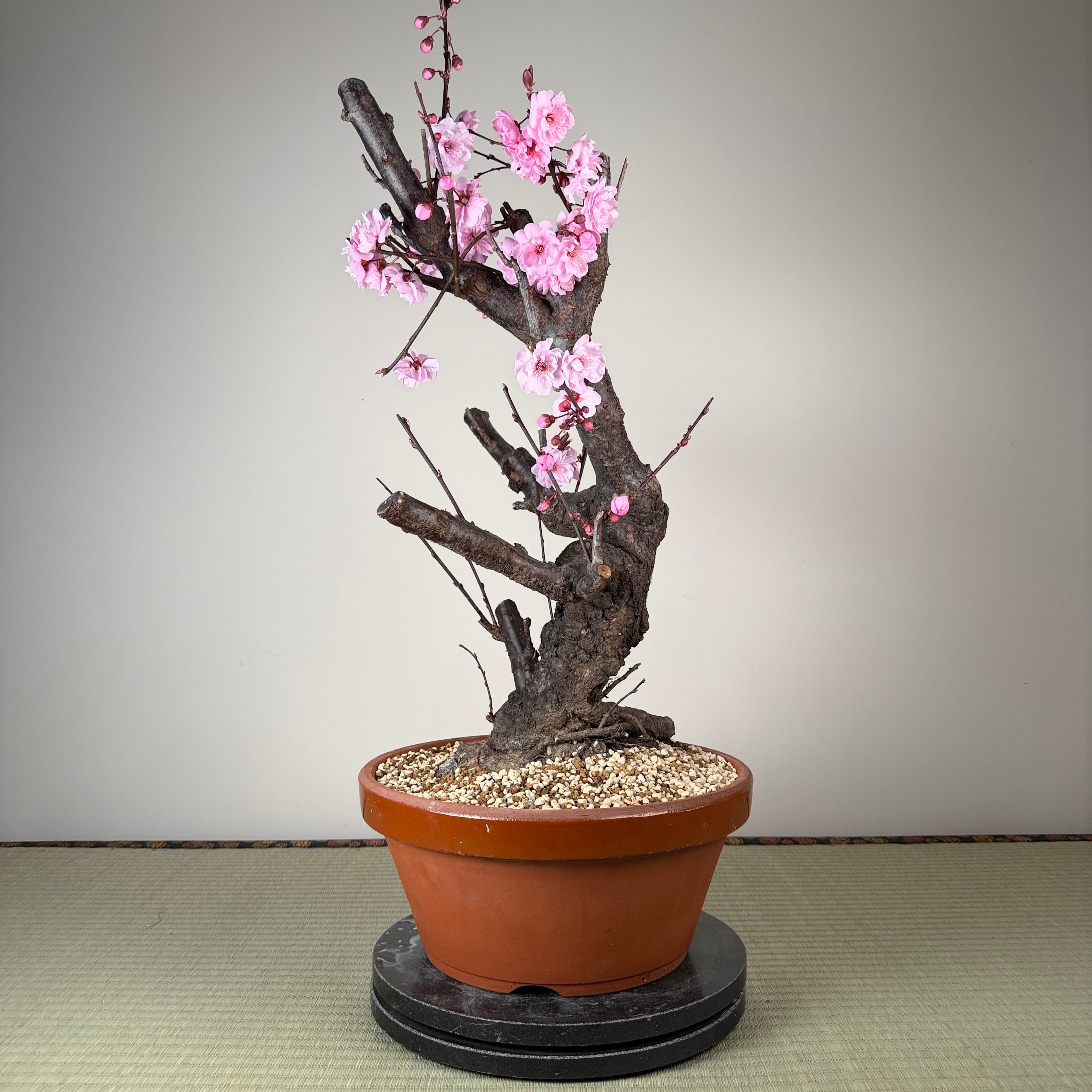Glycine floribunda