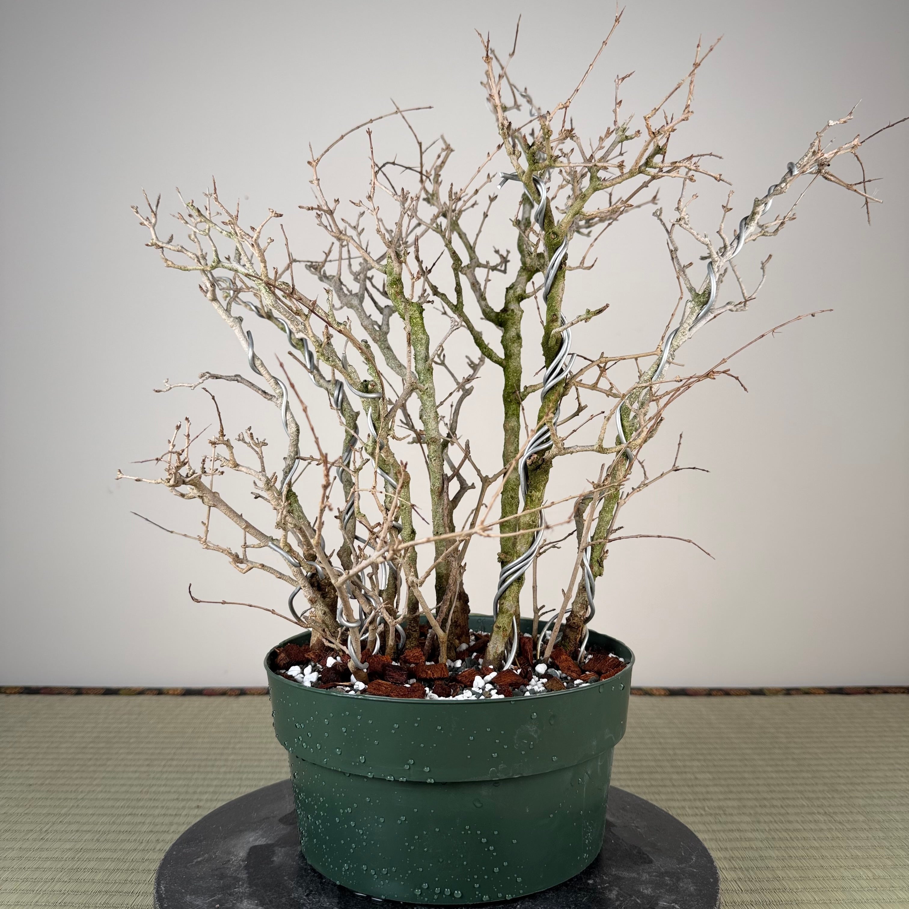 Punica granatum