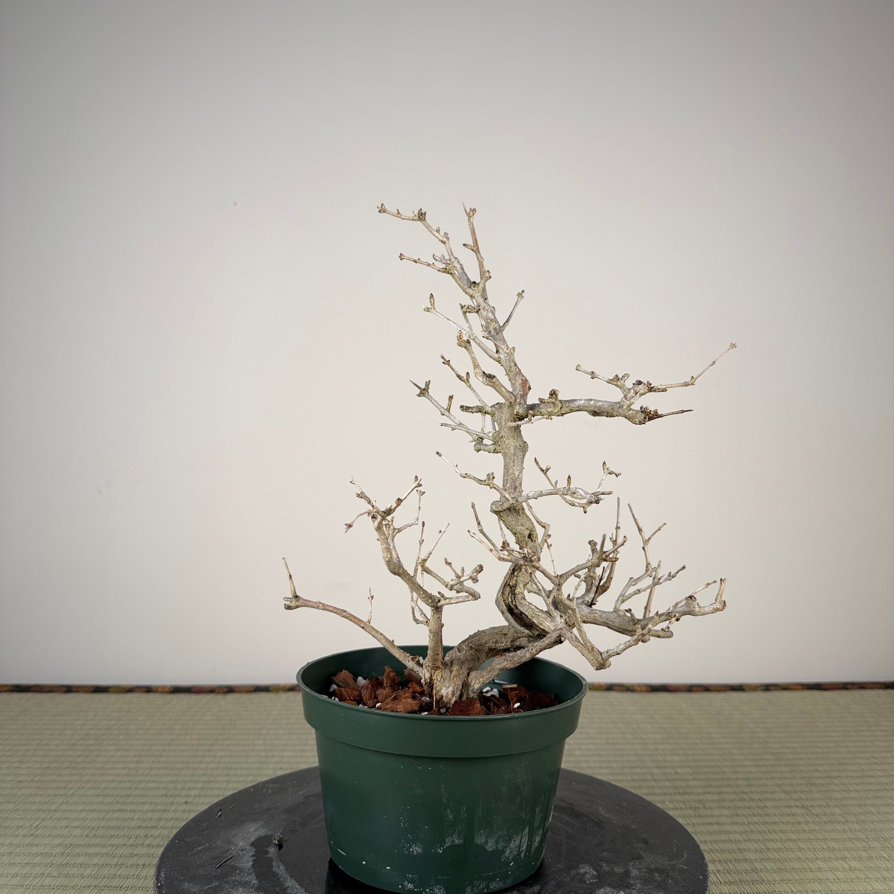 Punica granatum