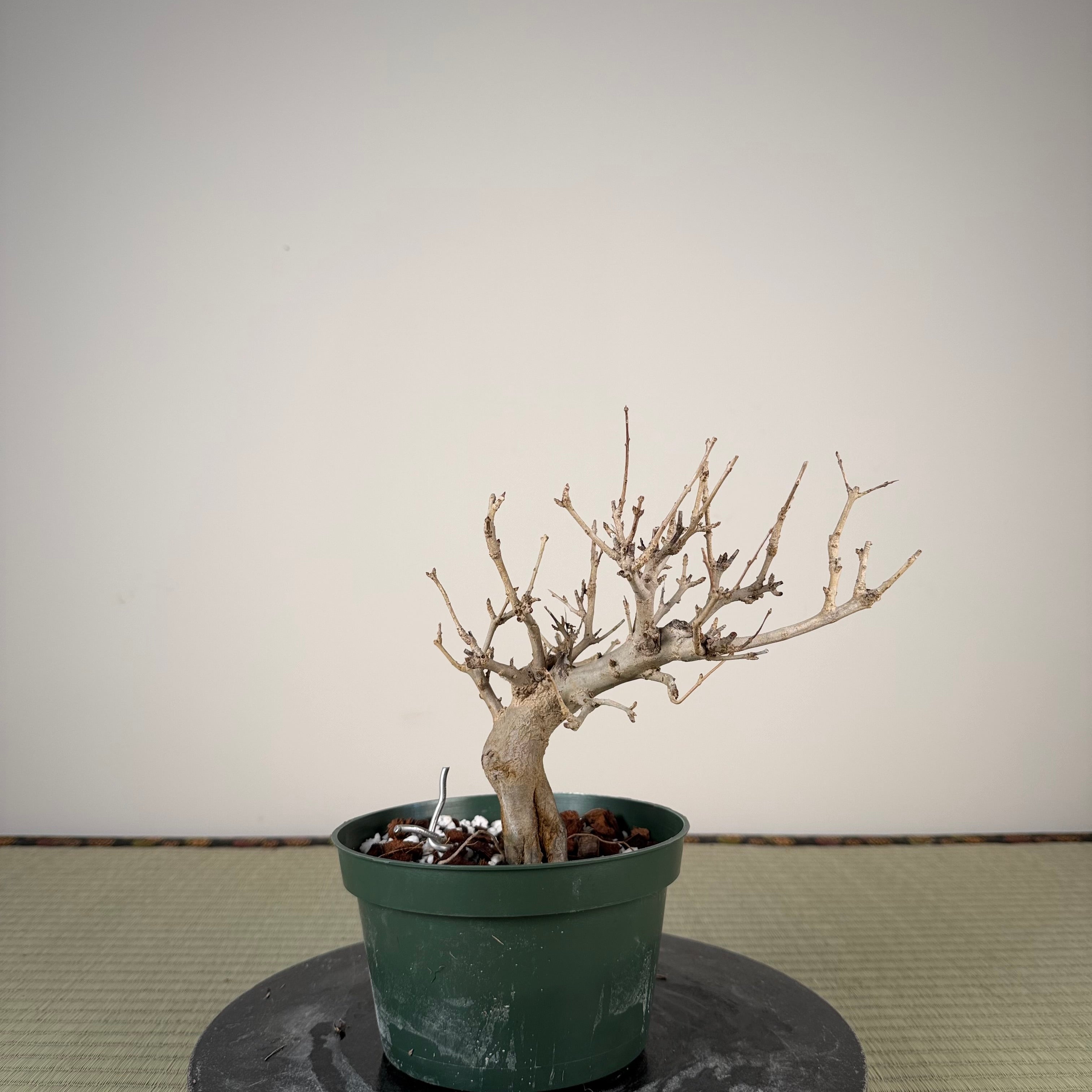 Punica granatum