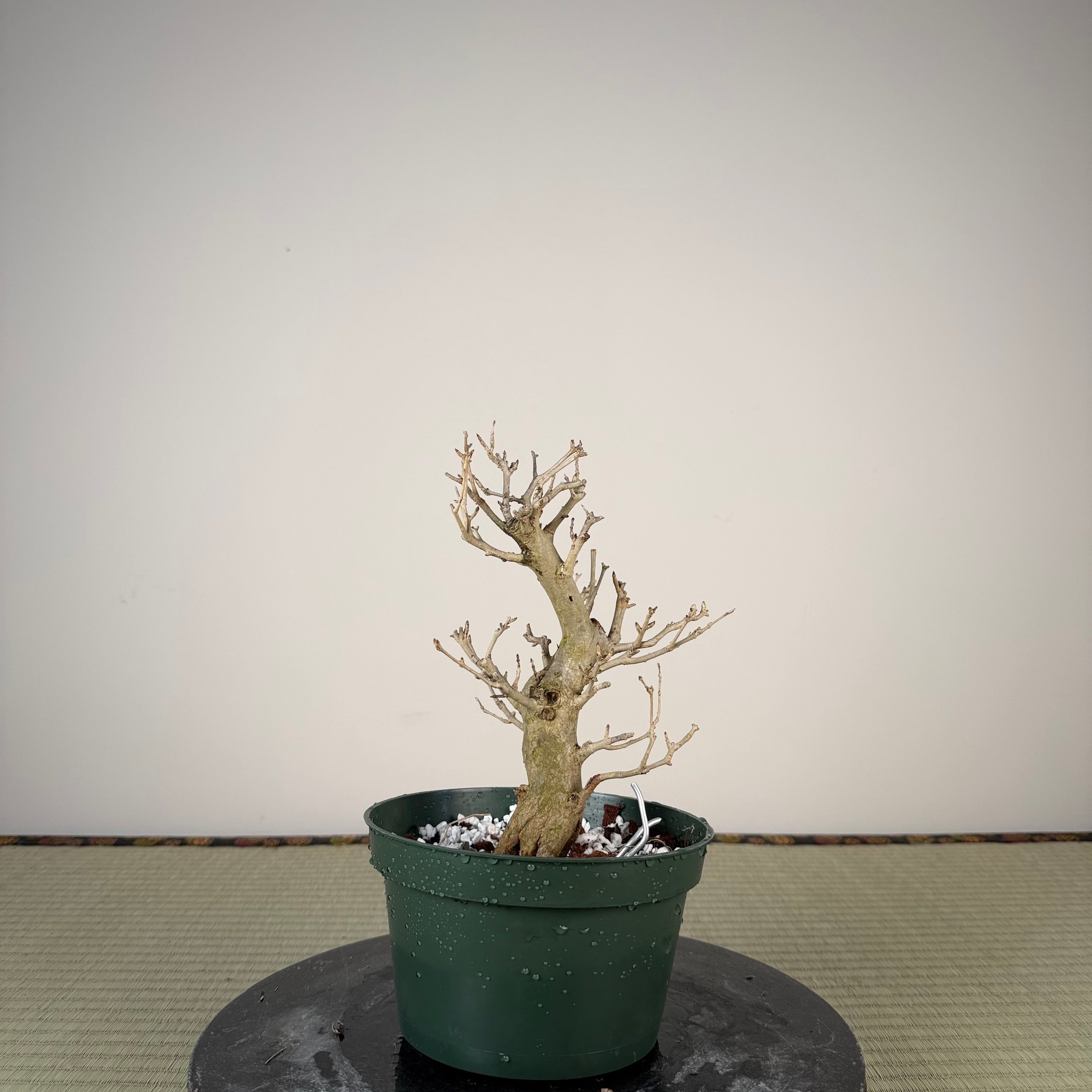 Punica granatum