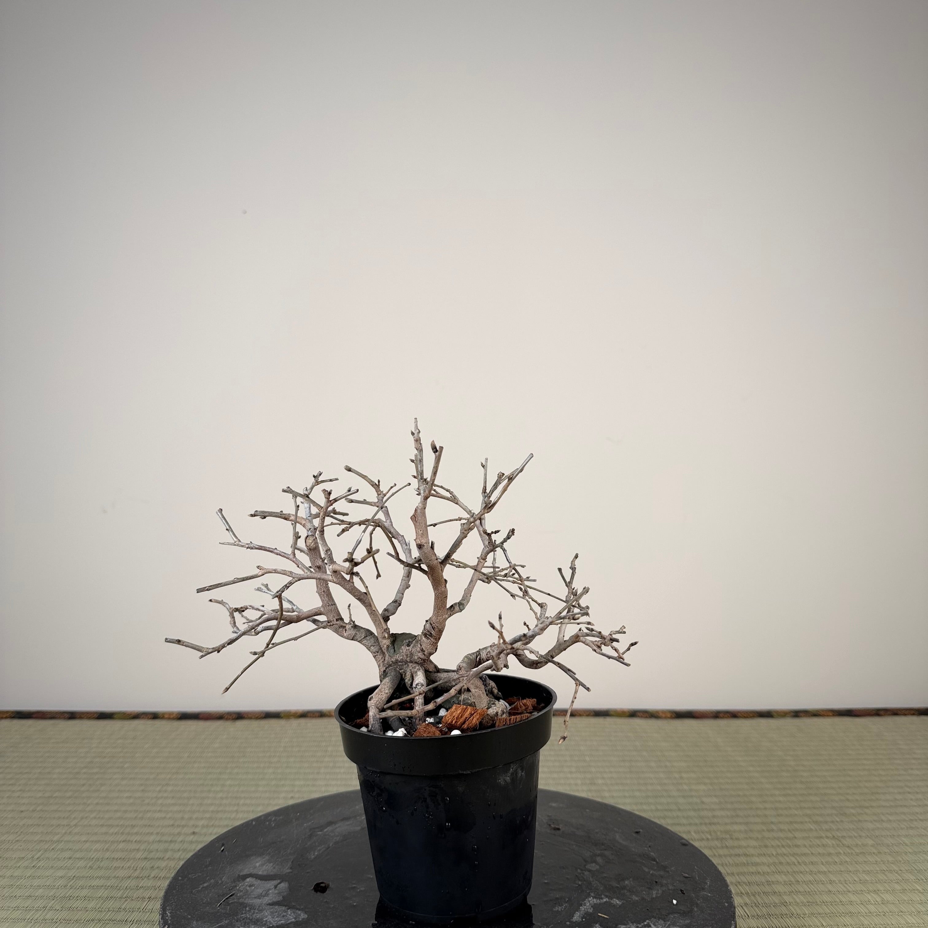 Diospyros rhombifolia