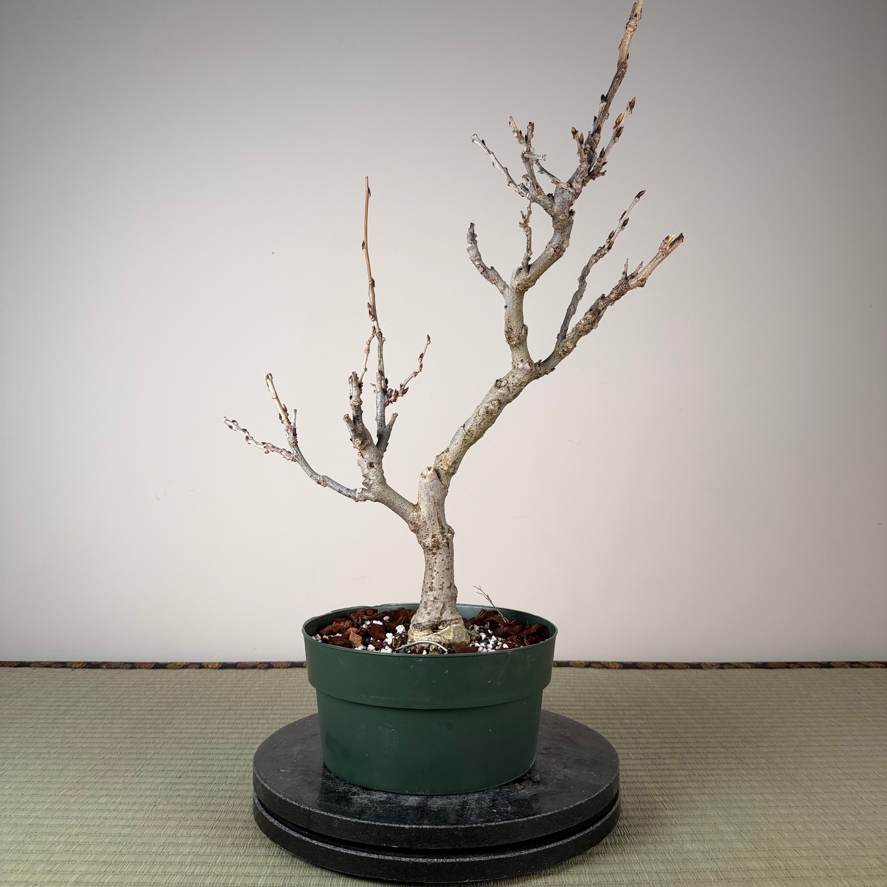 Glycine floribunda (blanche)