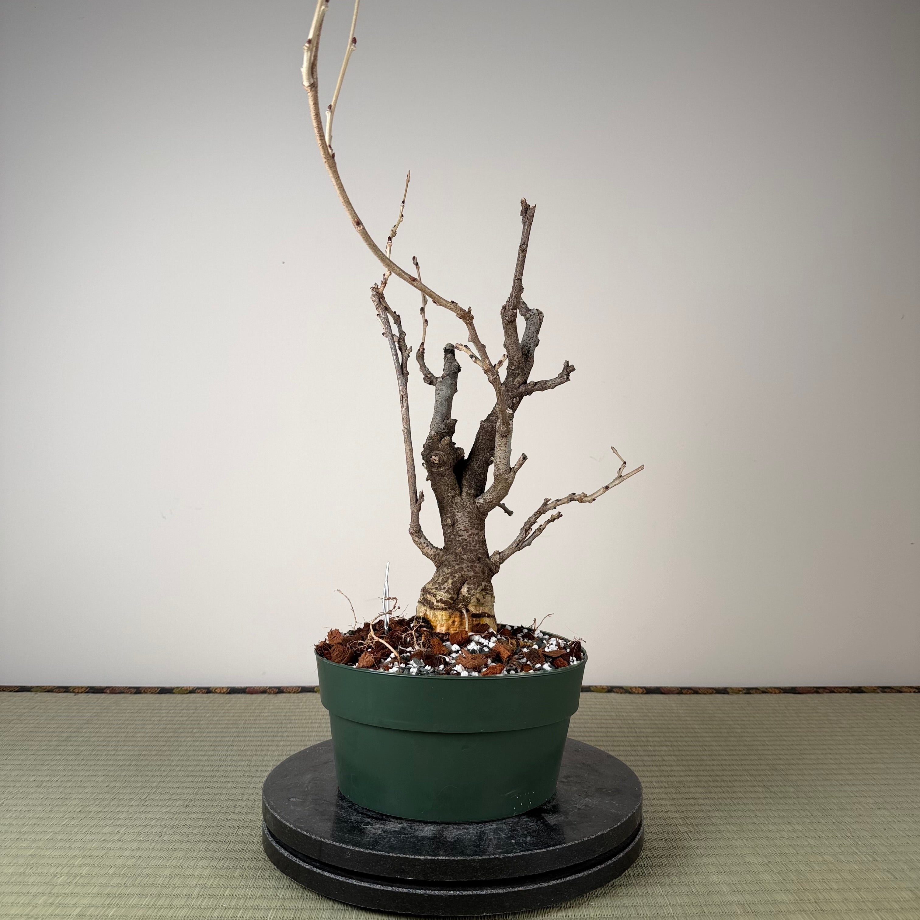 Glycine floribunda