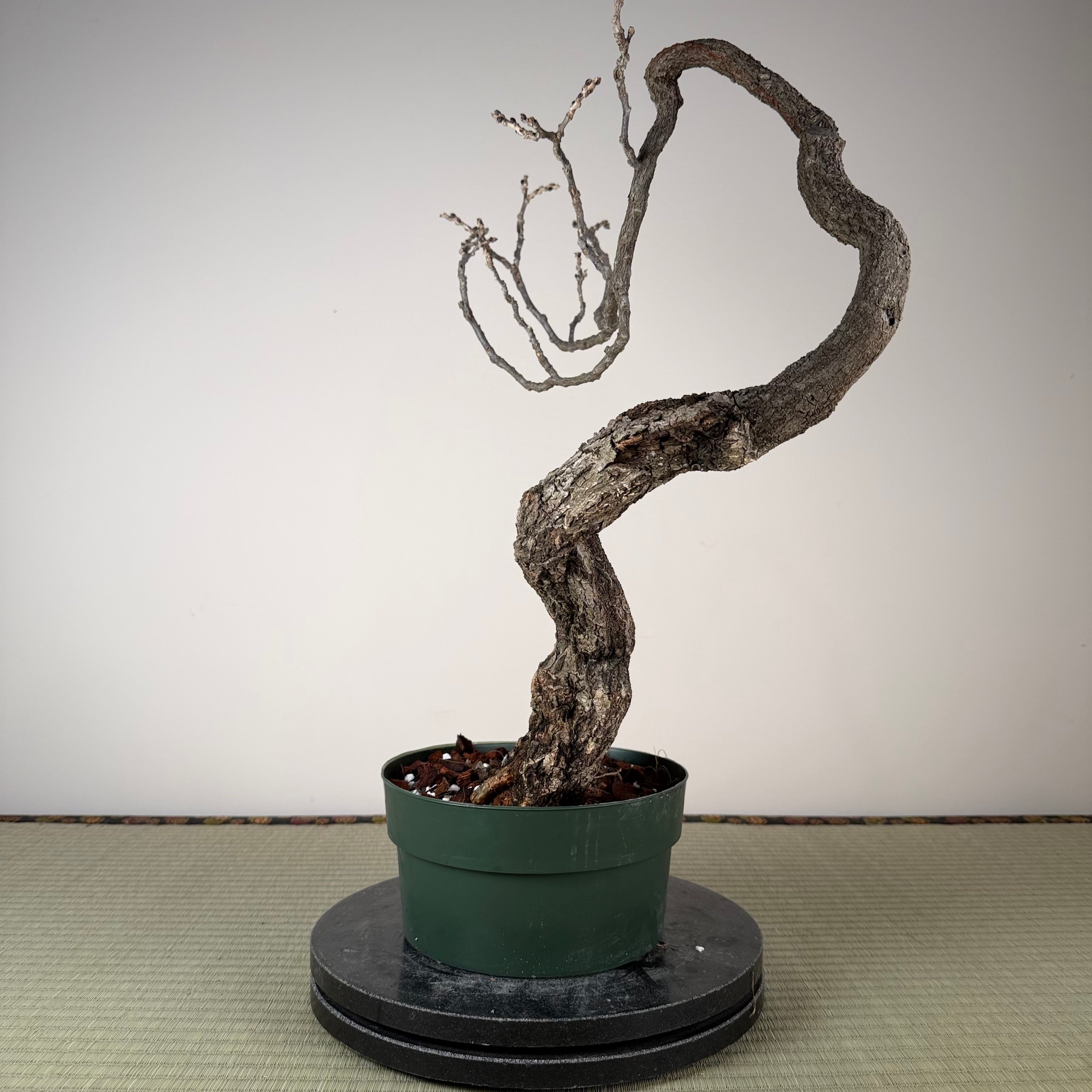 Glycine floribunda