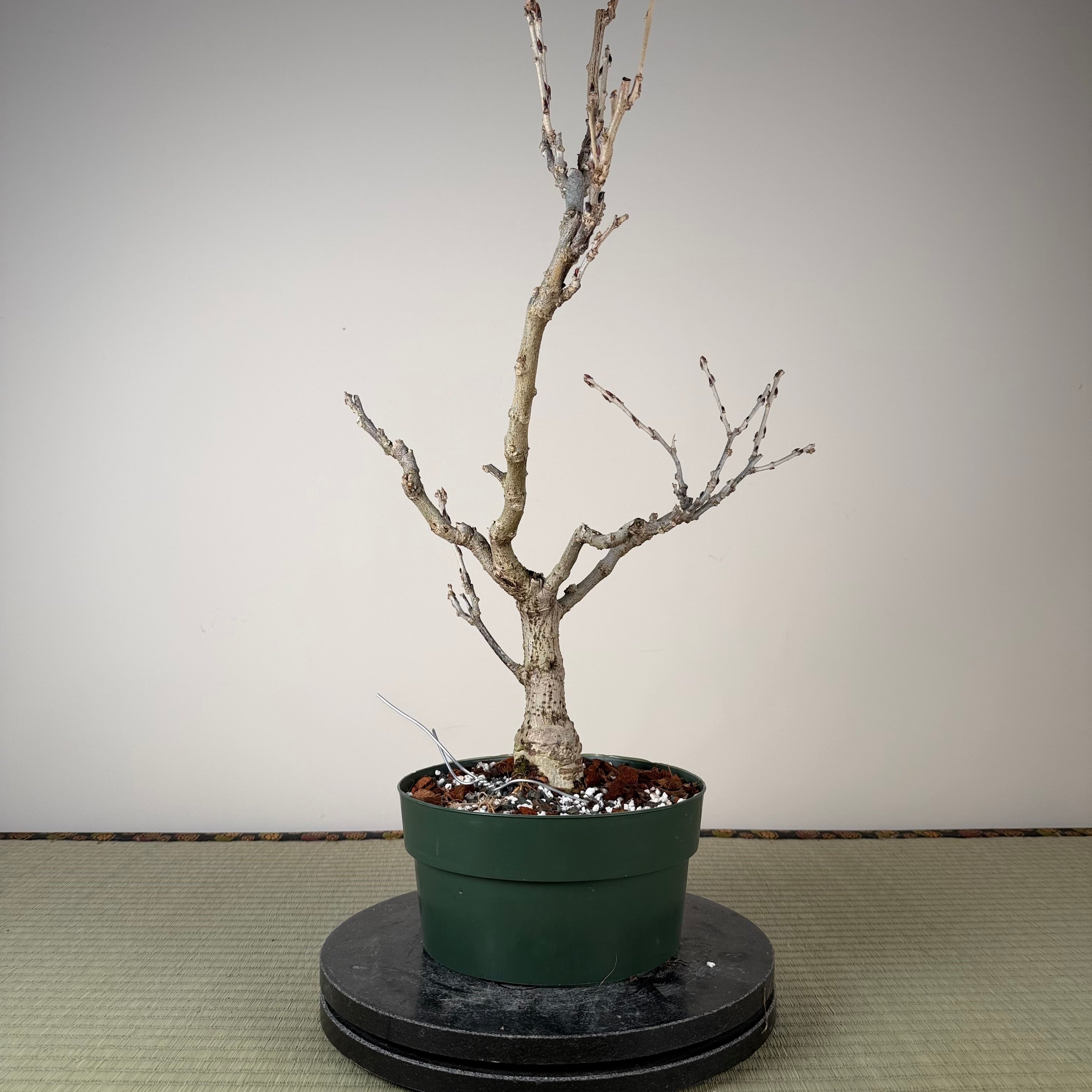 Glycine floribunda (blanche)