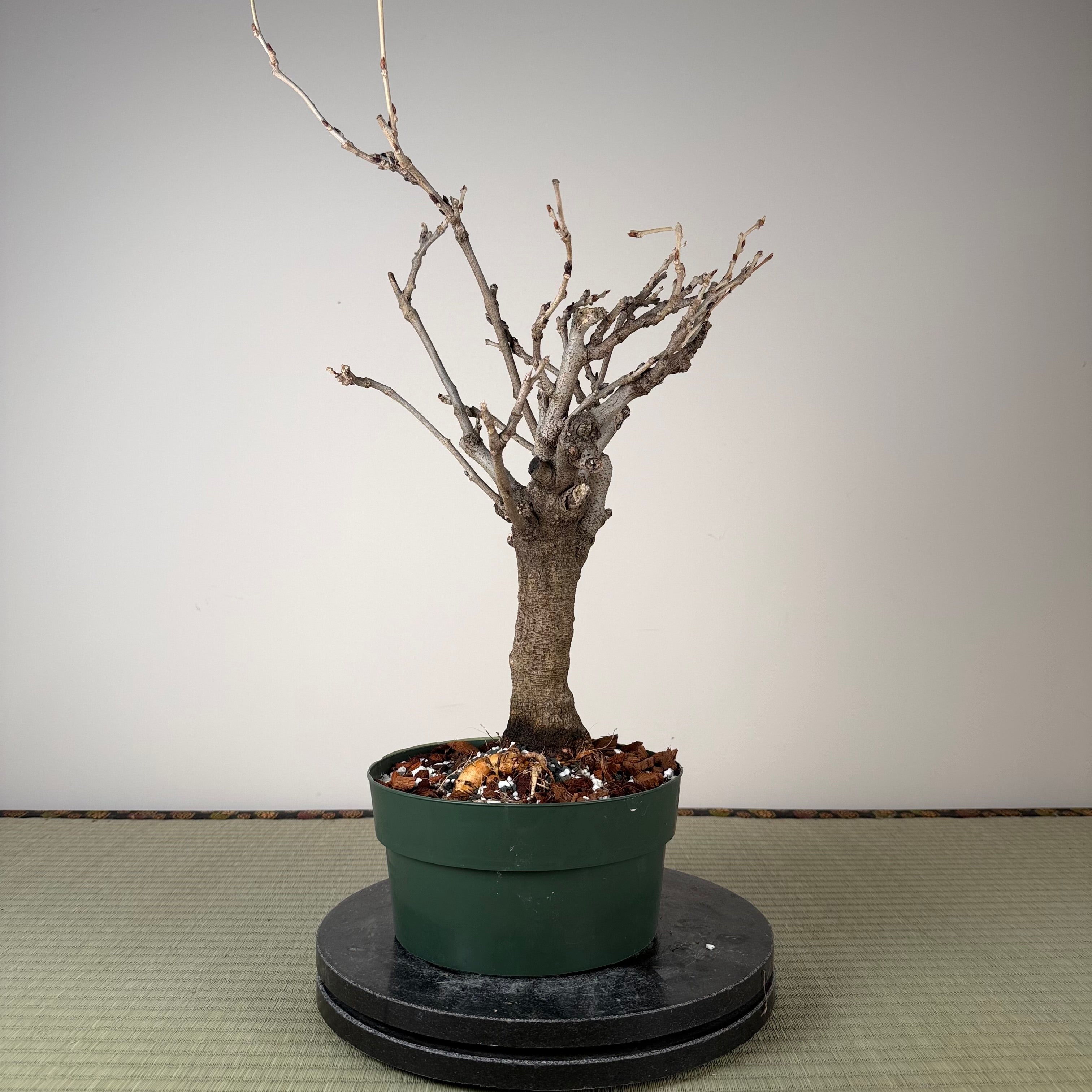 Glycine floribunda