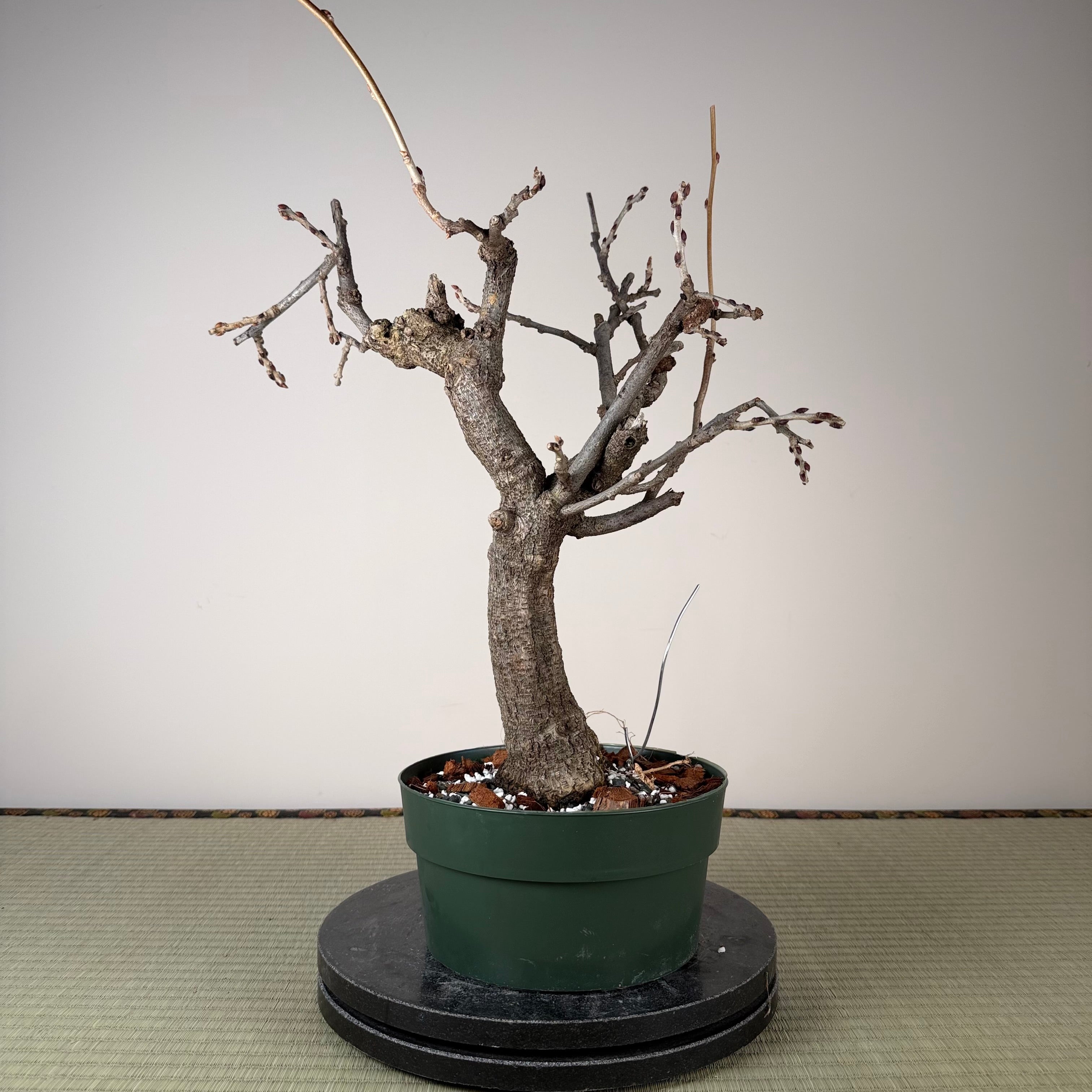 Glycine floribunda