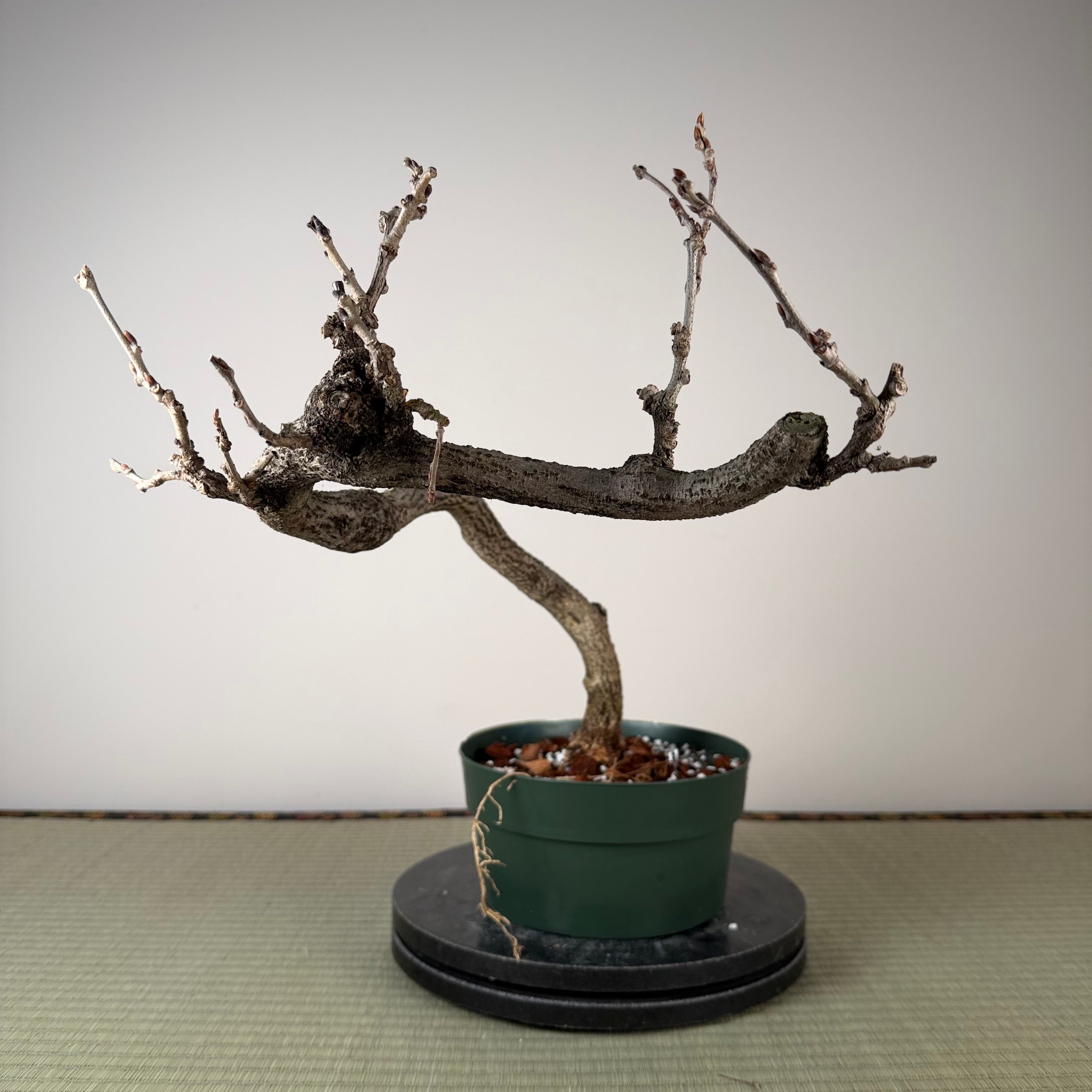 Glycine floribunda
