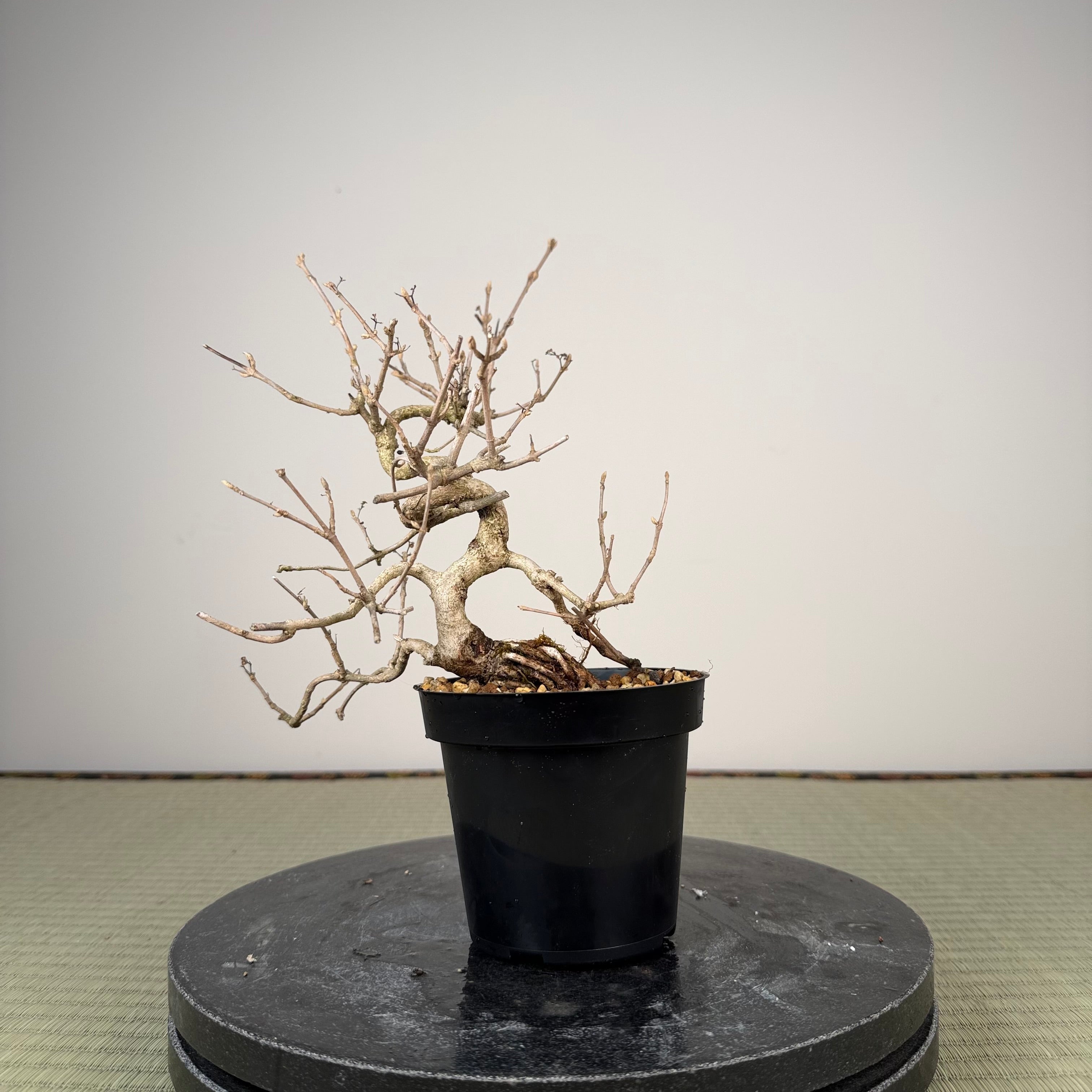 Callicarpa japonica (Toyoda-san)