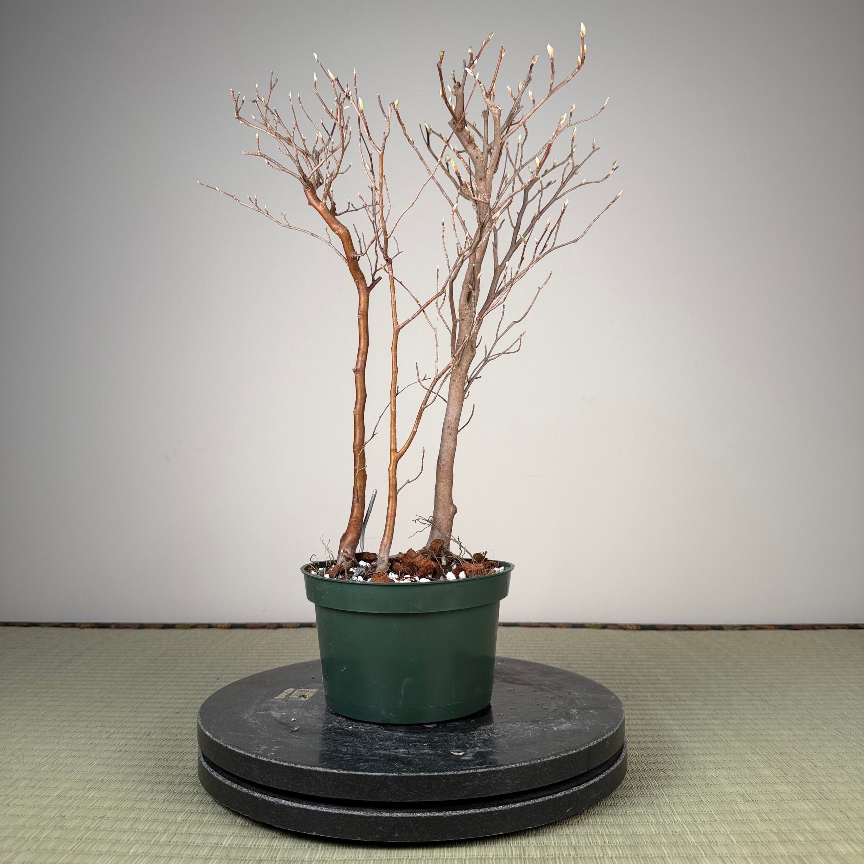 Stewartia monadelpha