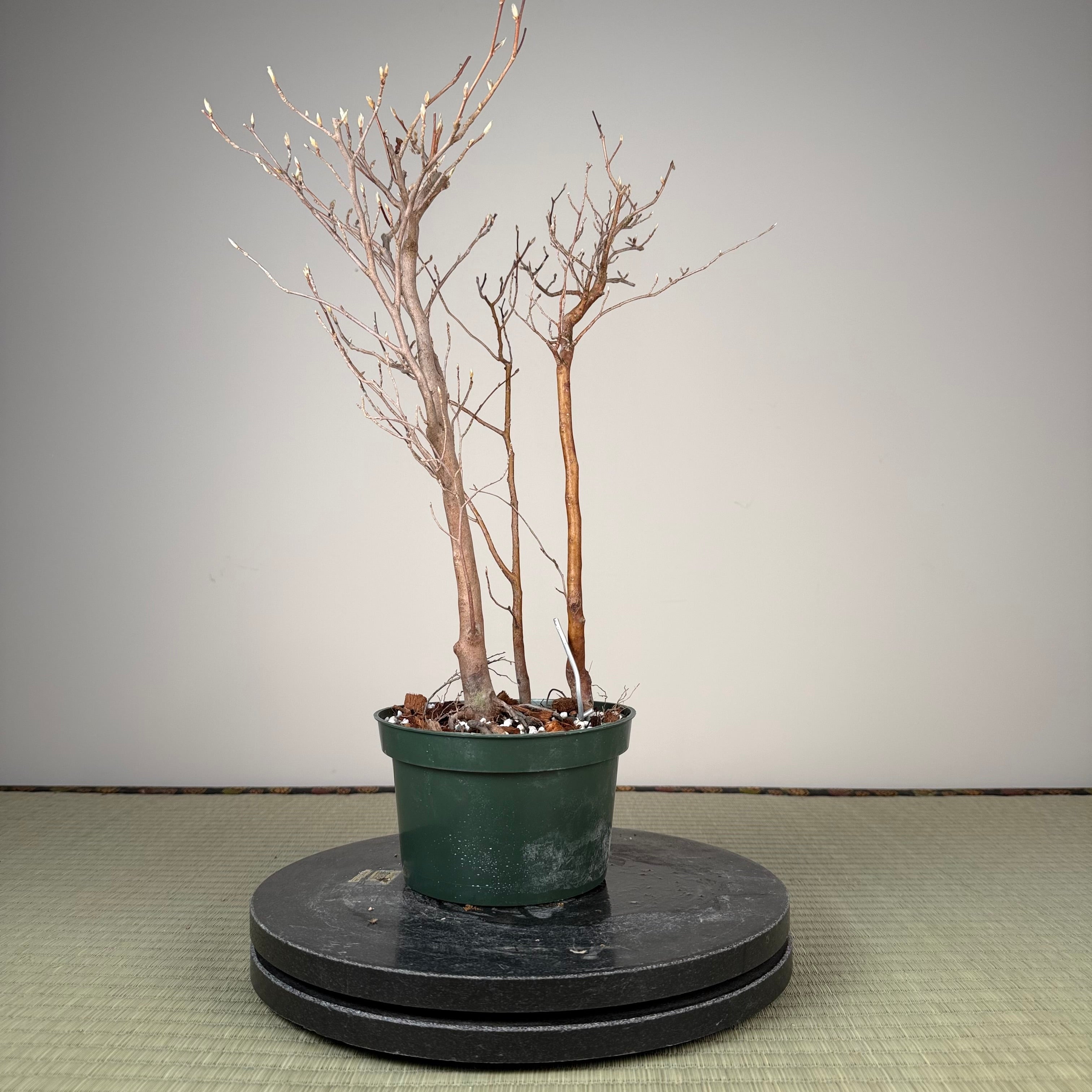 Stewartia monadelpha