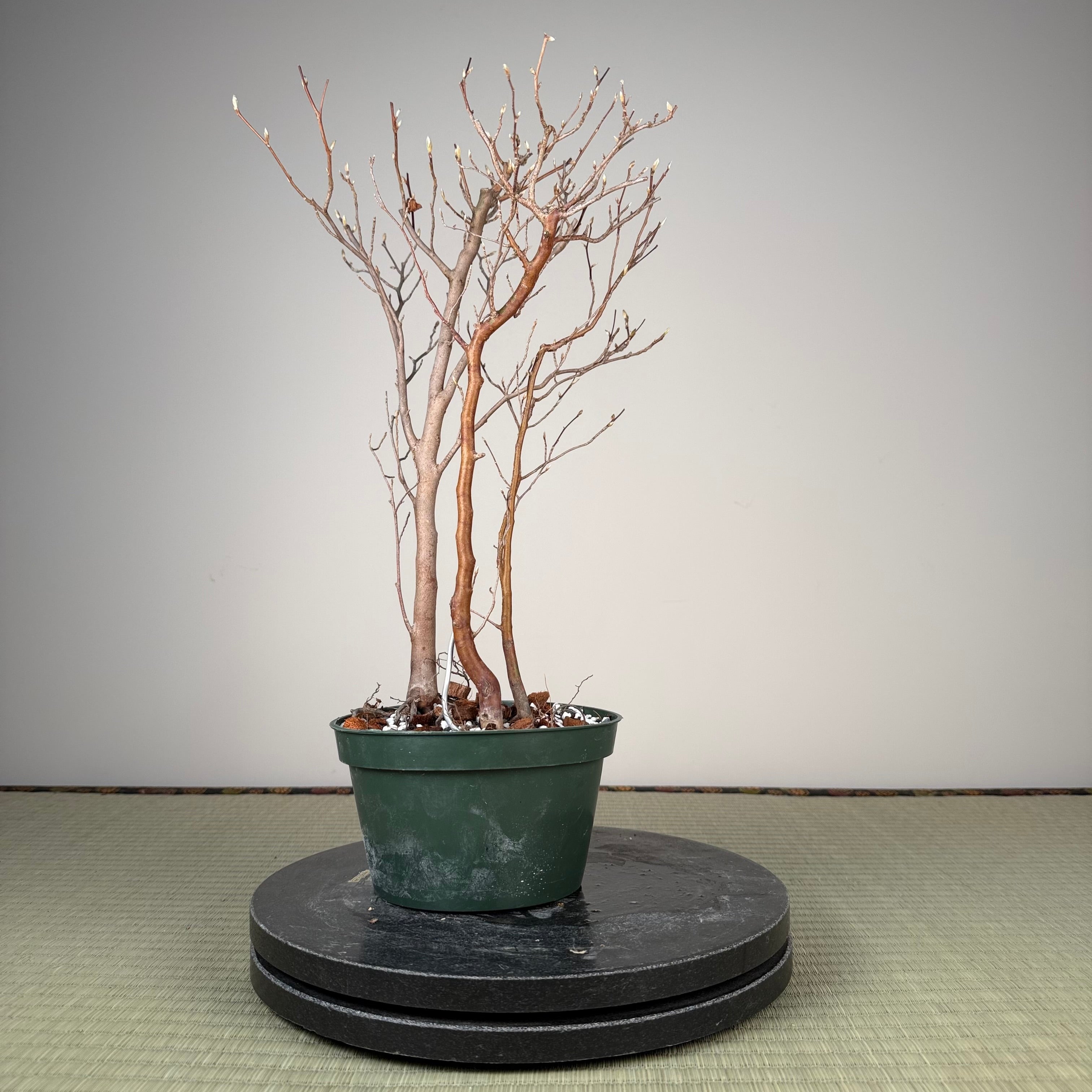 Stewartia monadelpha