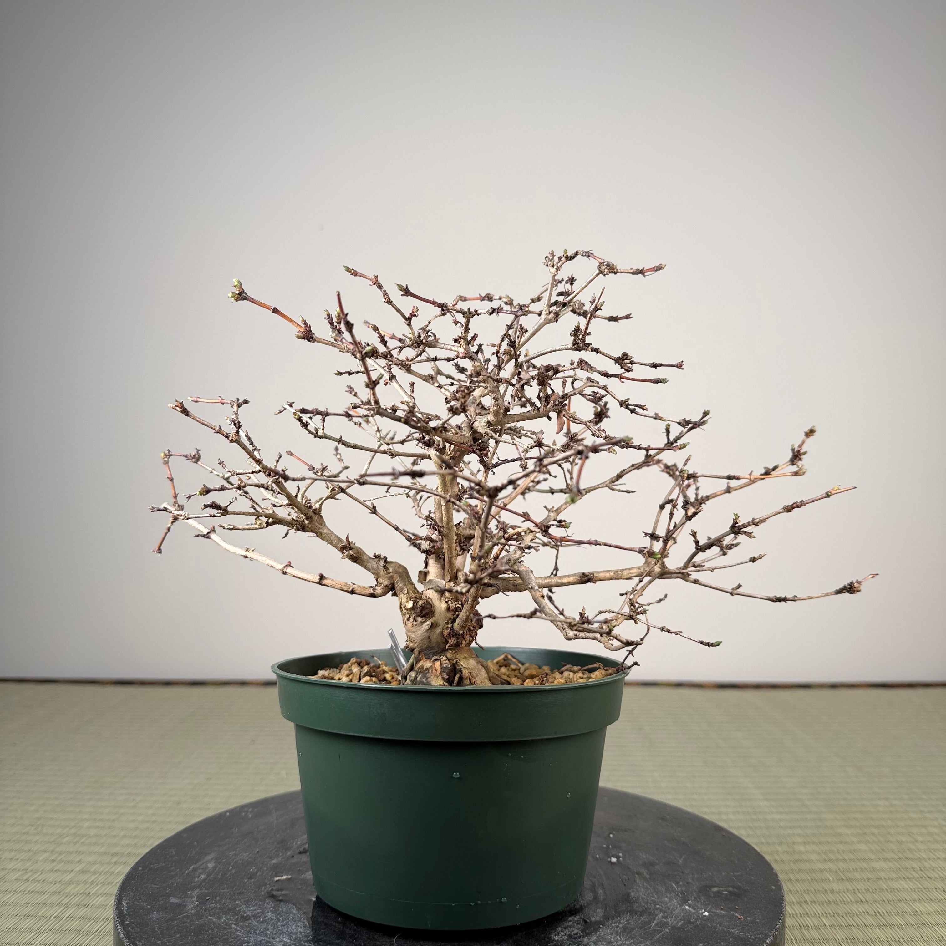 Lonicera gracilipes