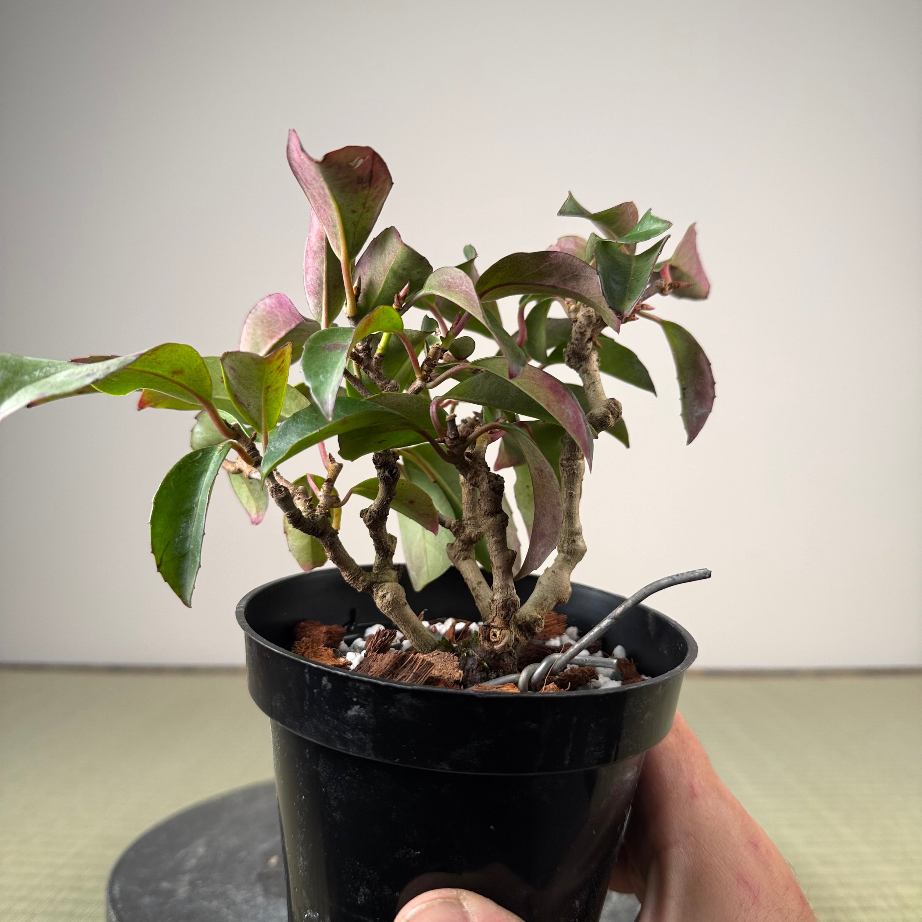 Kadsura japonica