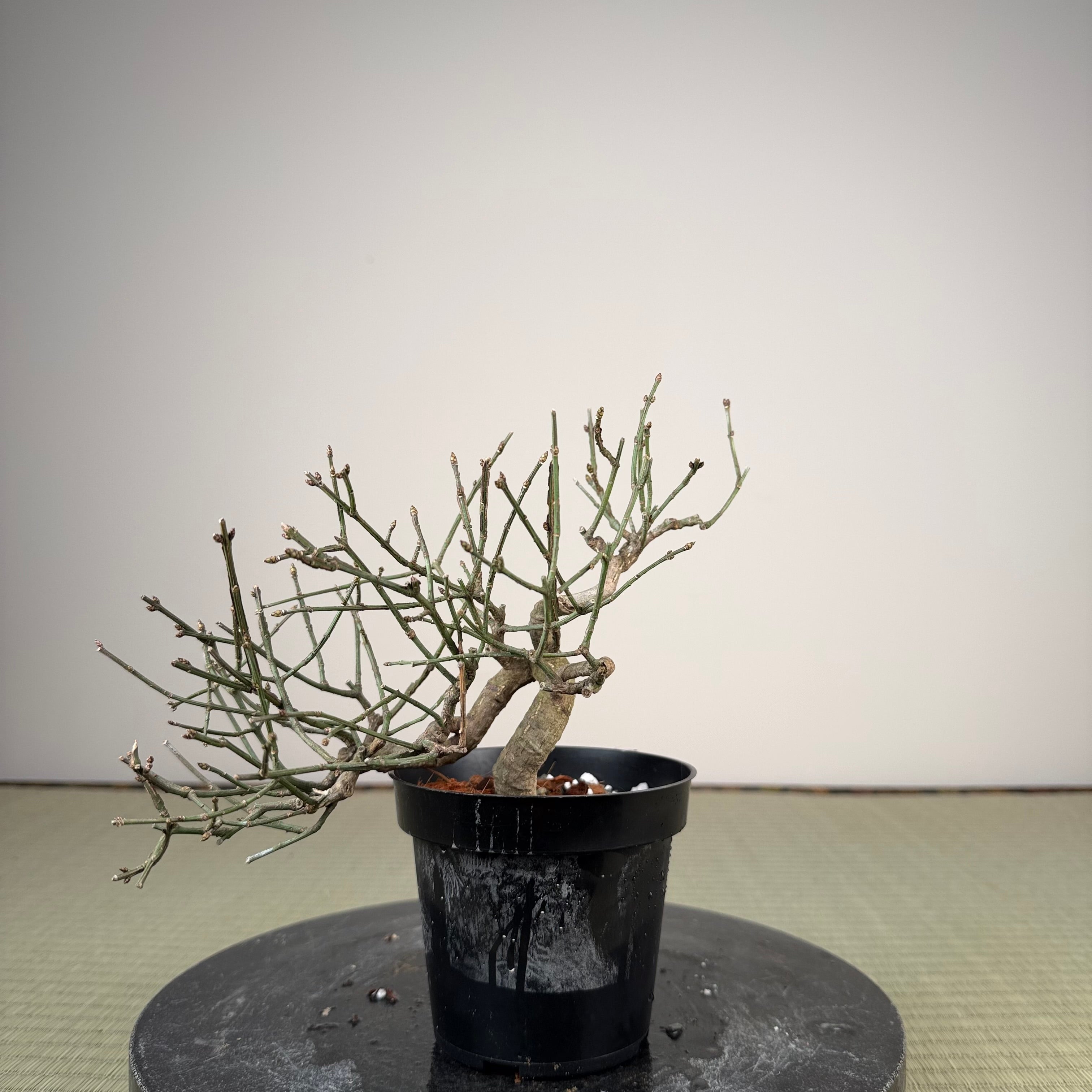Euonymus
