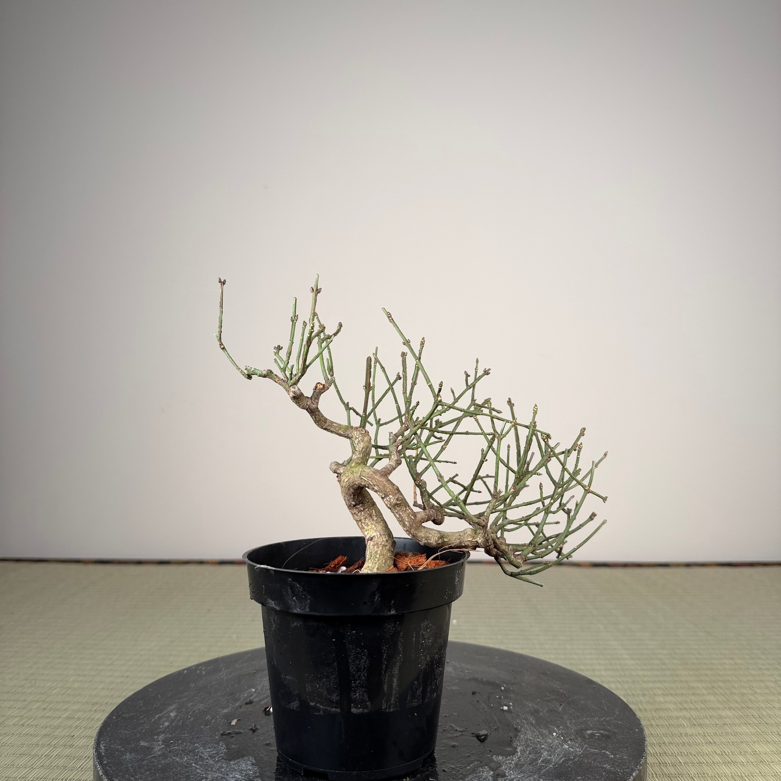 Euonymus