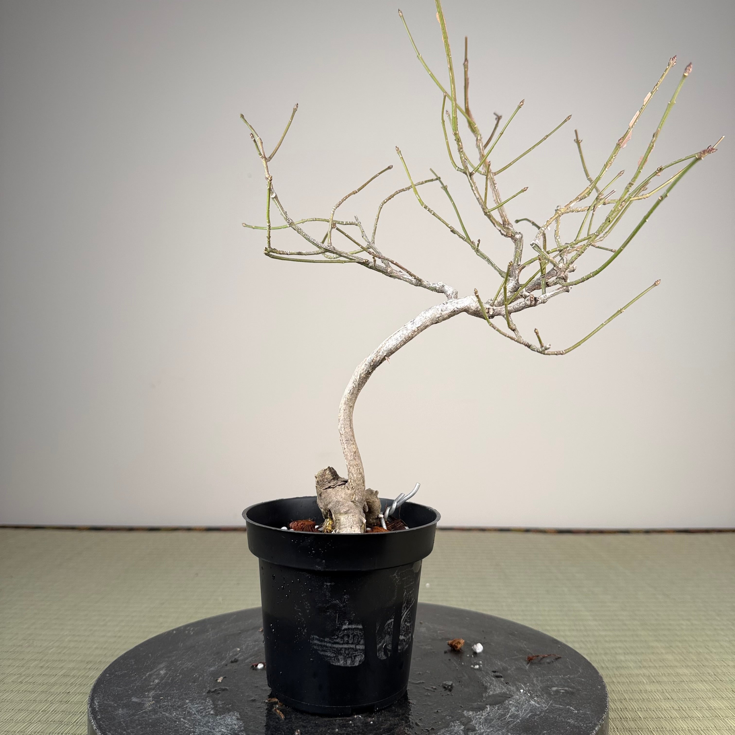 Euonymus