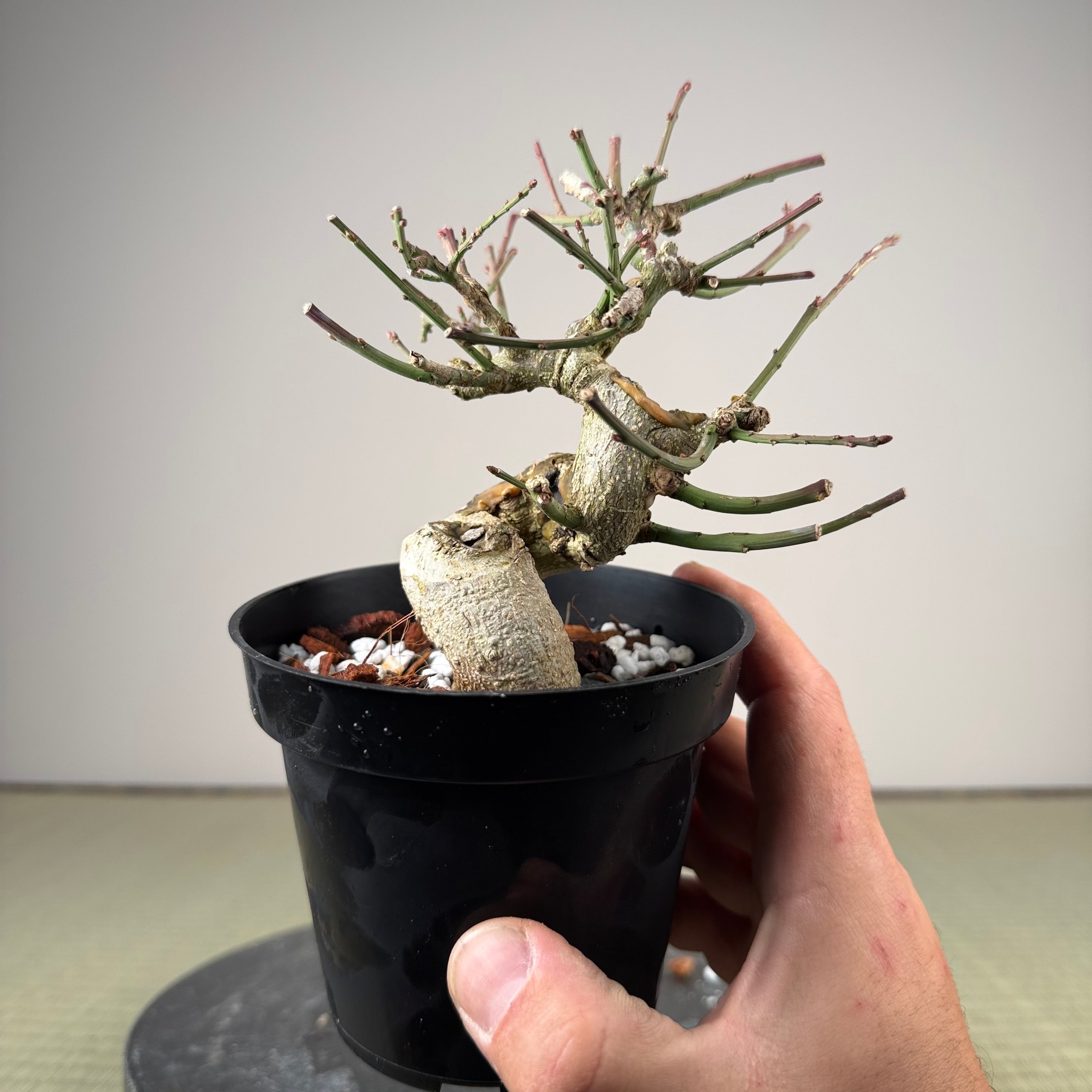 Euonymus