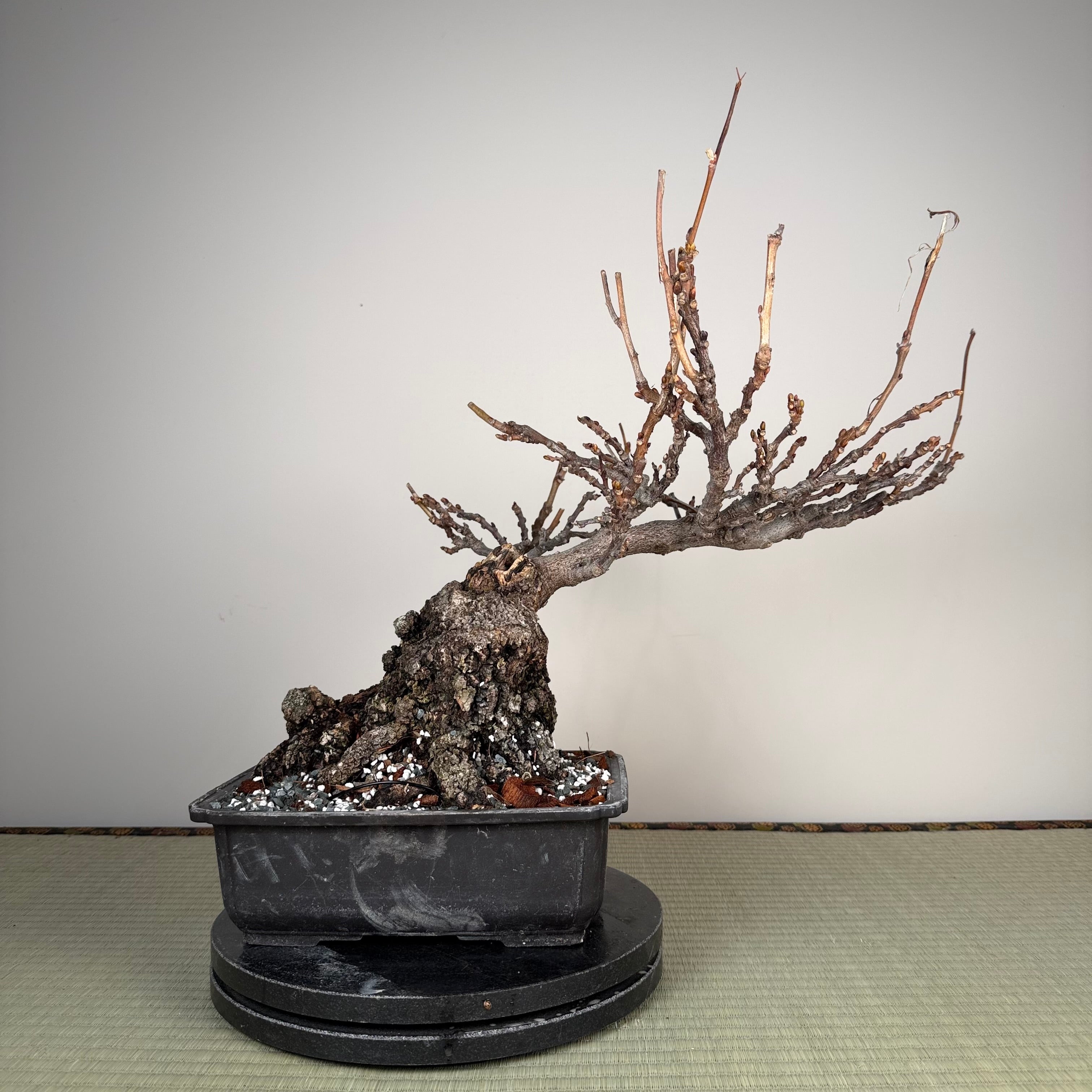 Glycine floribunda