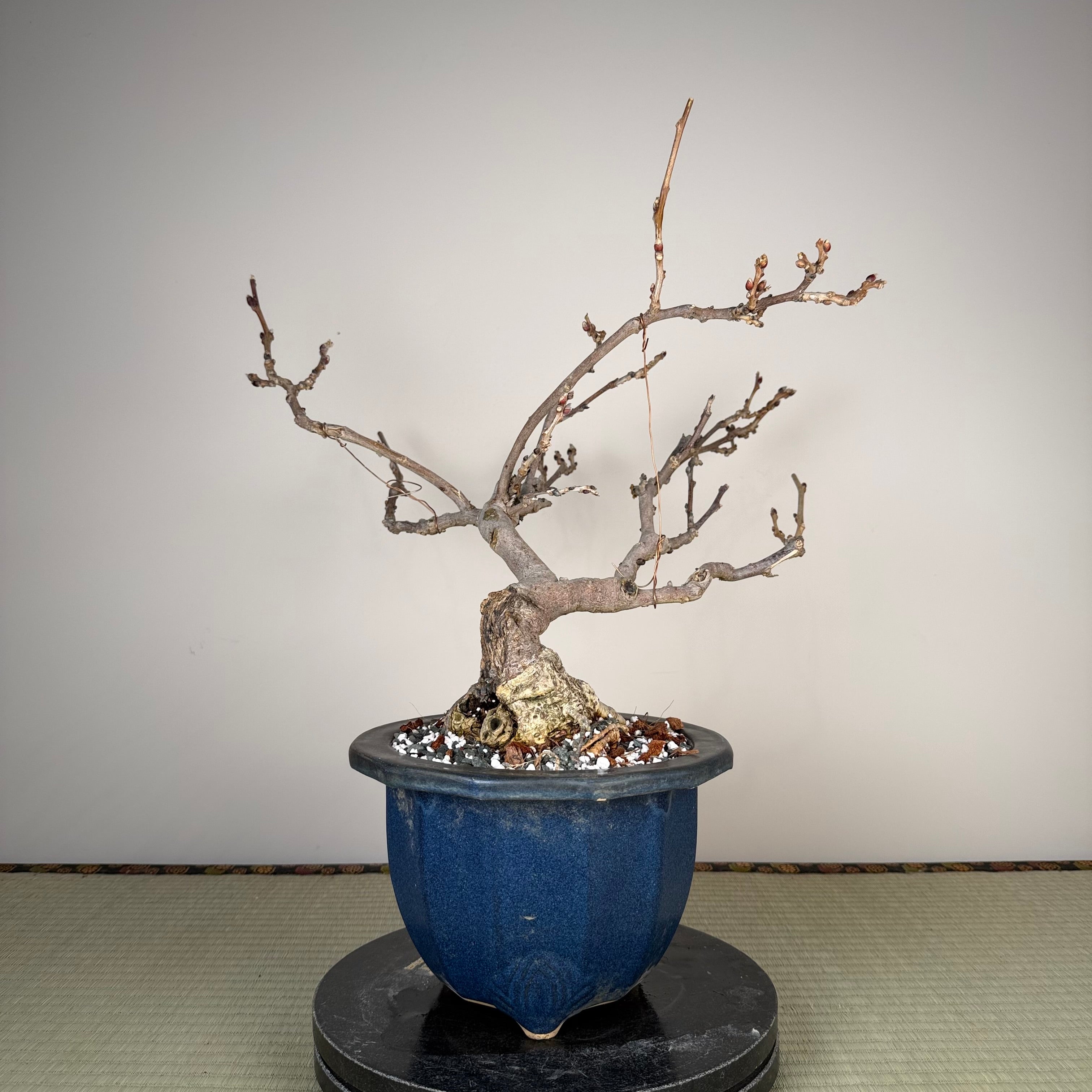 Glycine floribunda