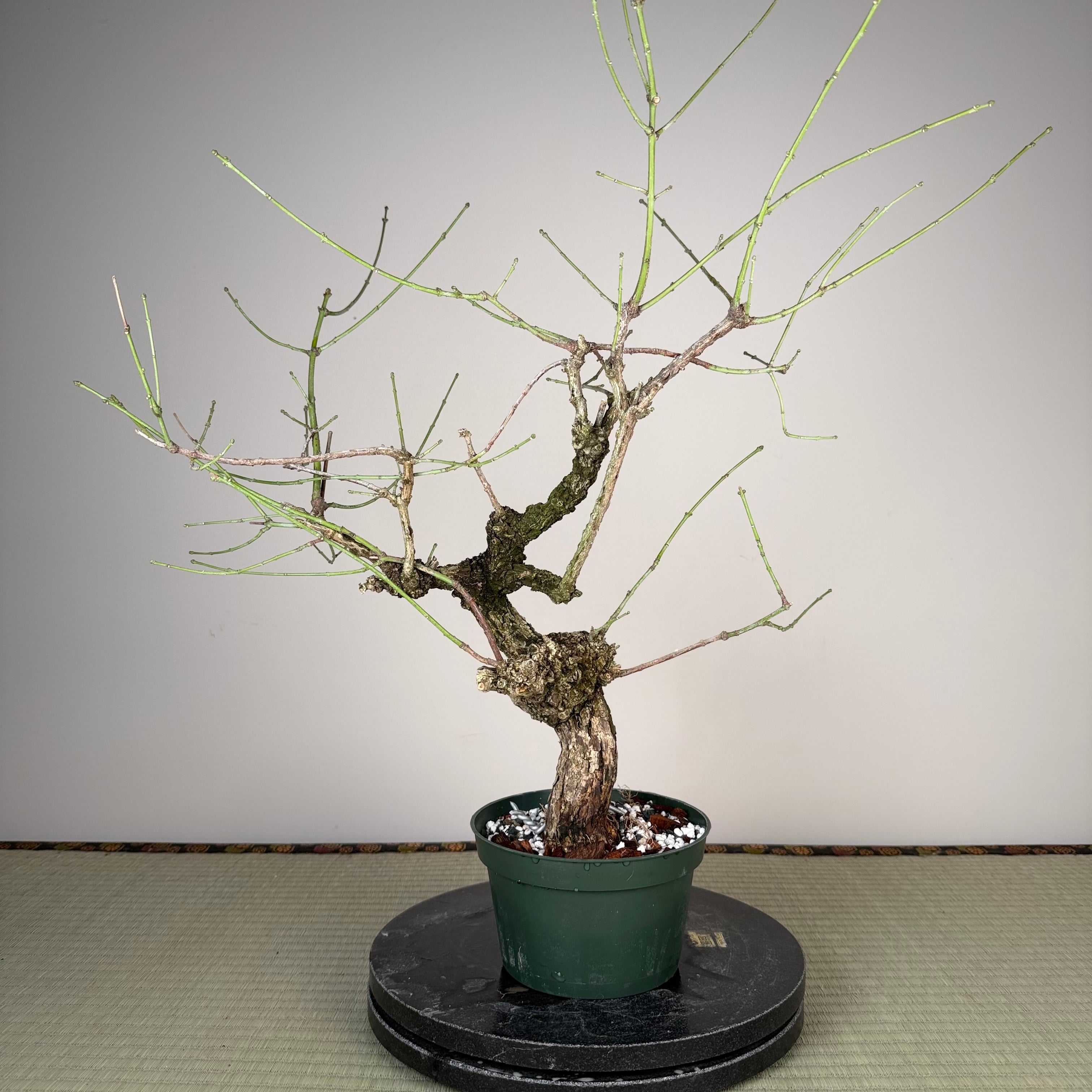 Euonymus (rough bark variety)