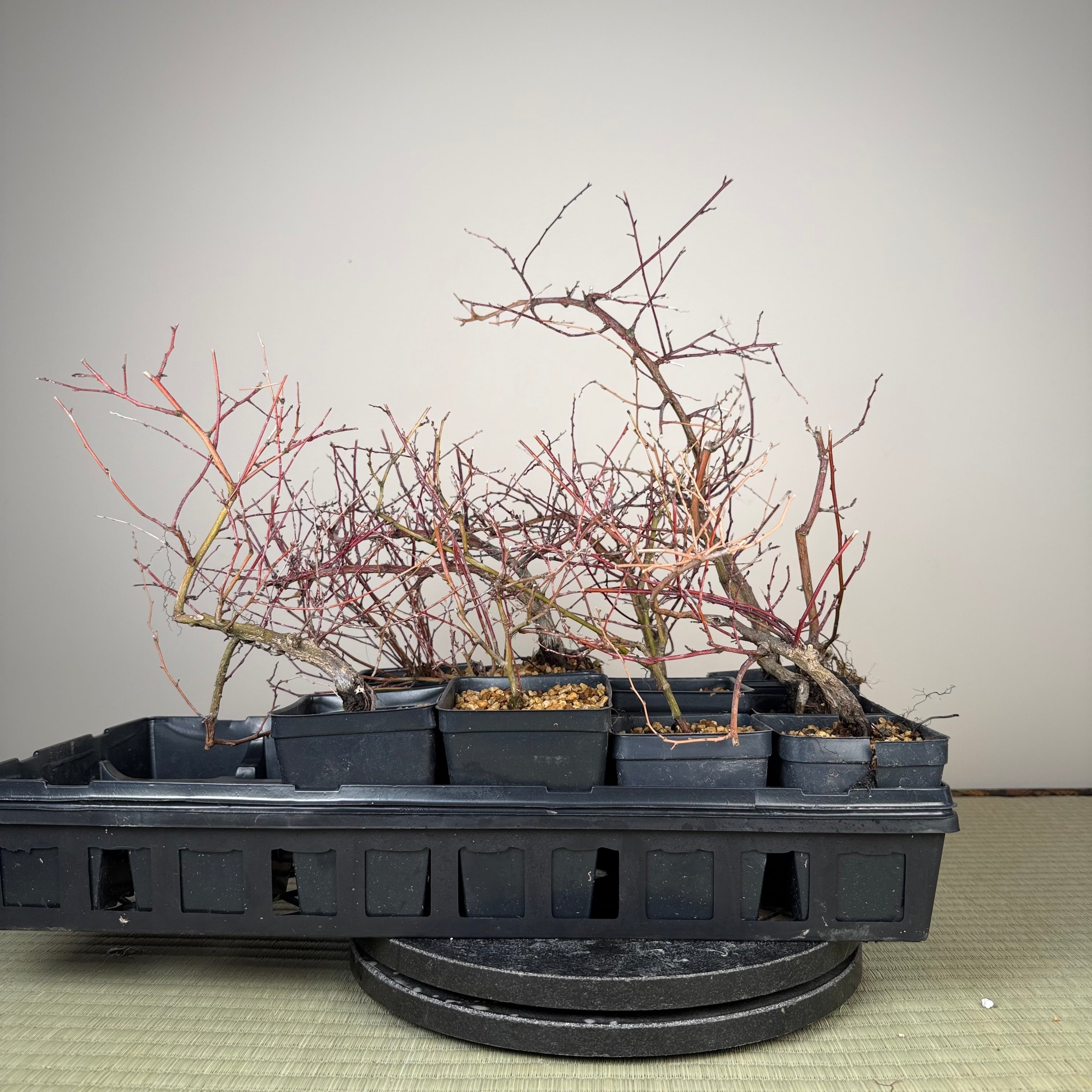 Berchemia racemosa (Chef's Choice)