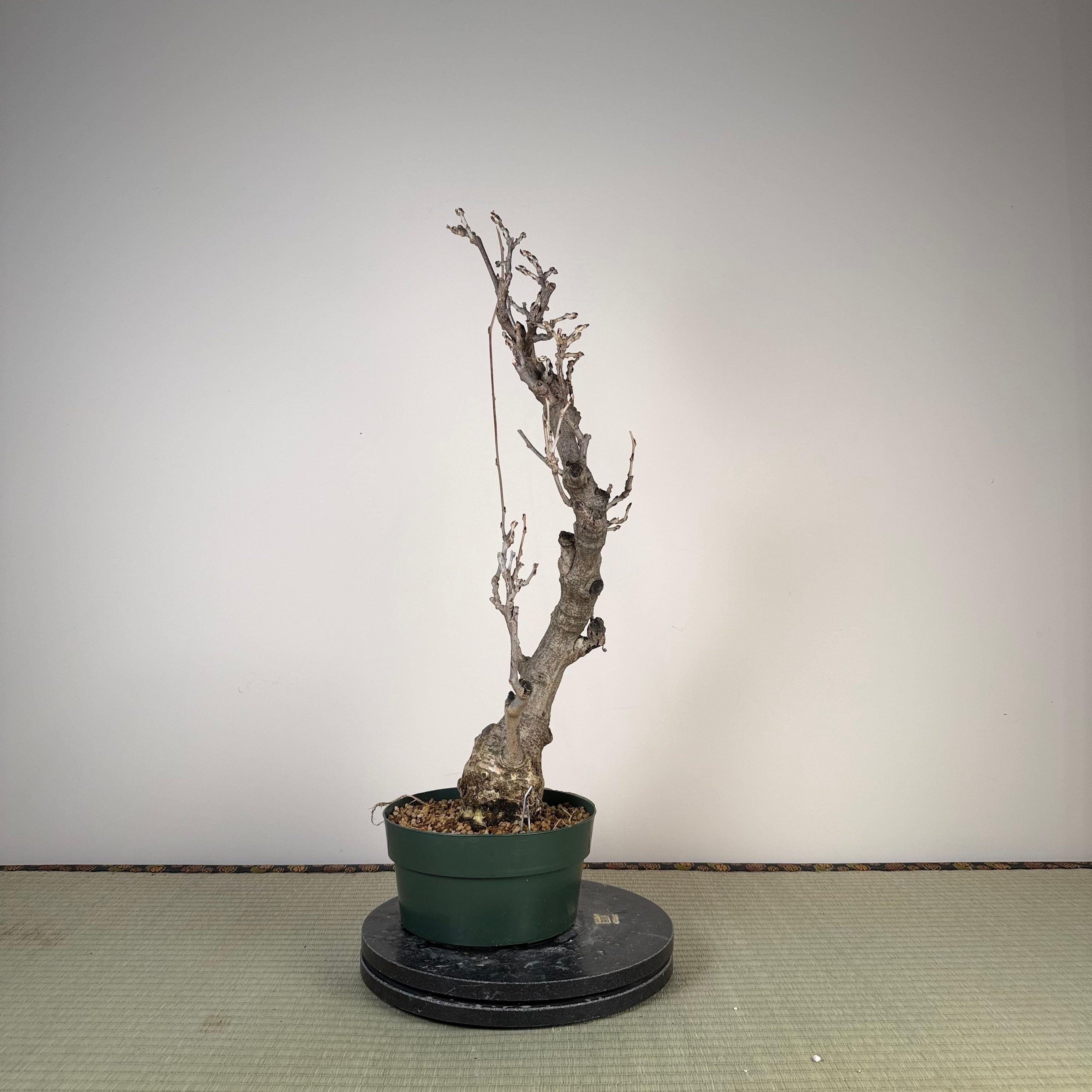 Glycine floribunda