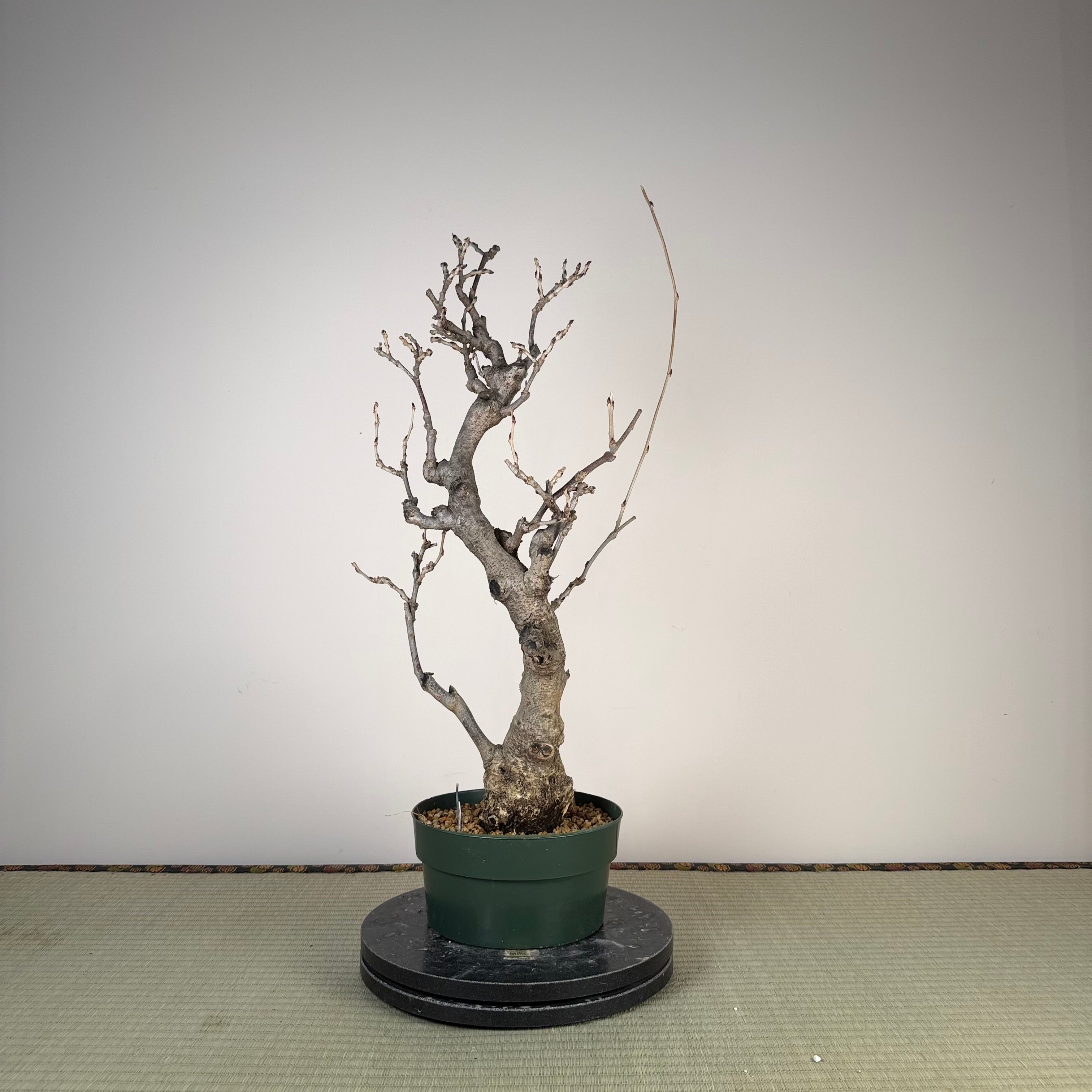 Glycine floribunda